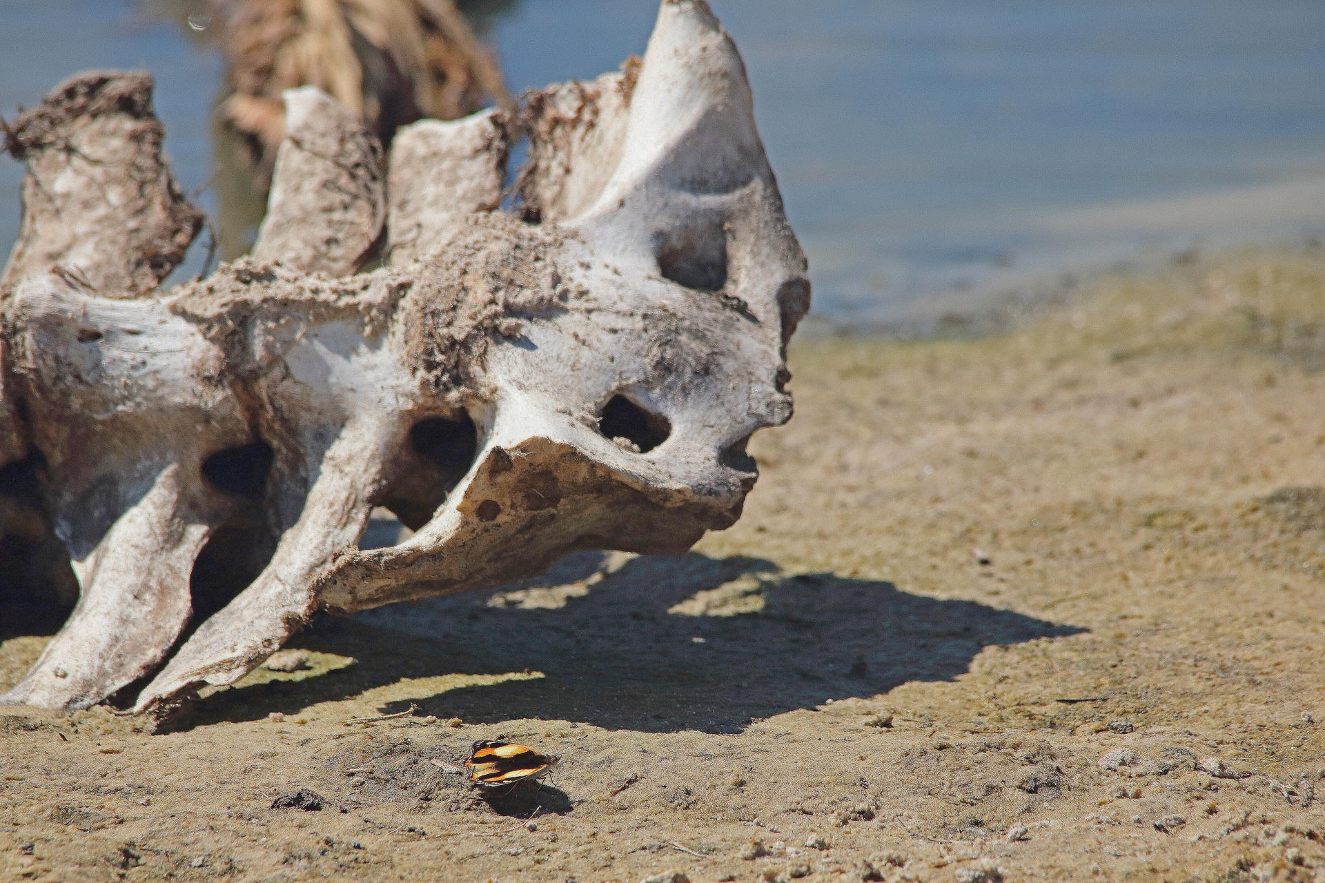Part Of A Buffalo Skeleton