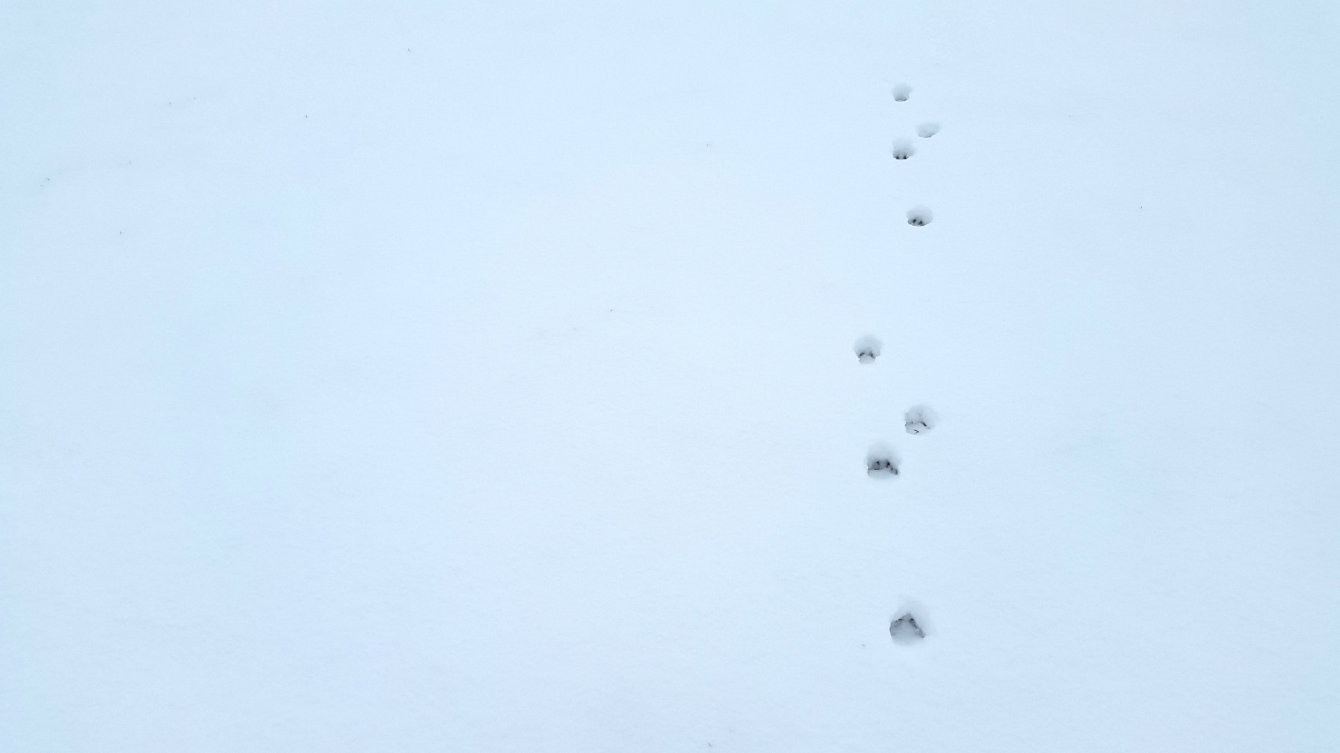Paw Prints In Snow.