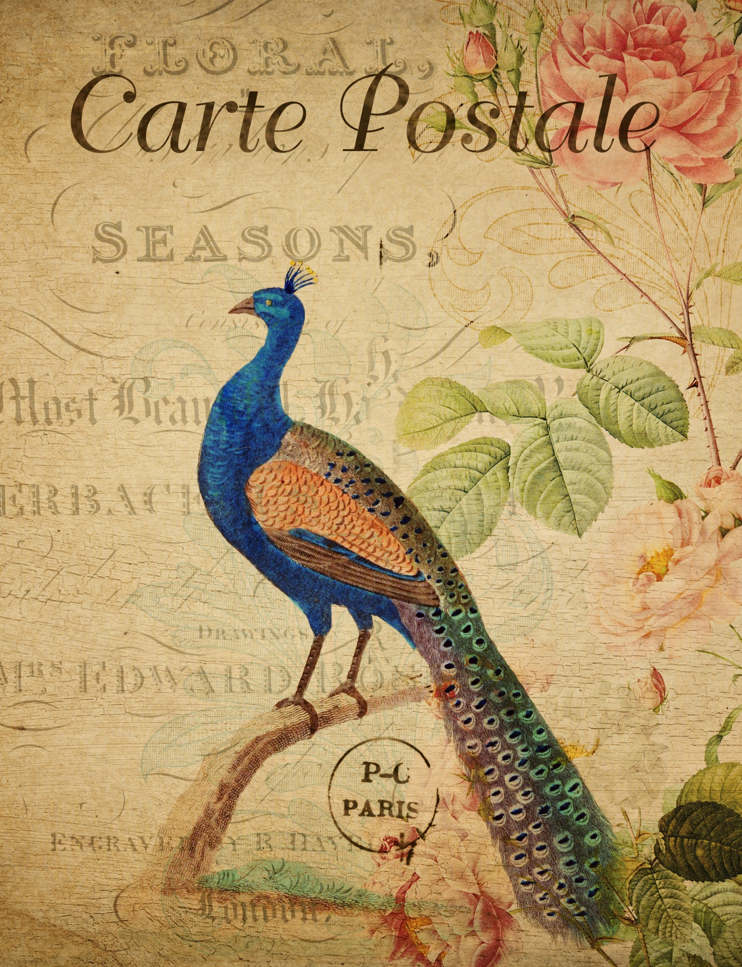 Beautiful vintage painting of a peacock on old french floral postcard