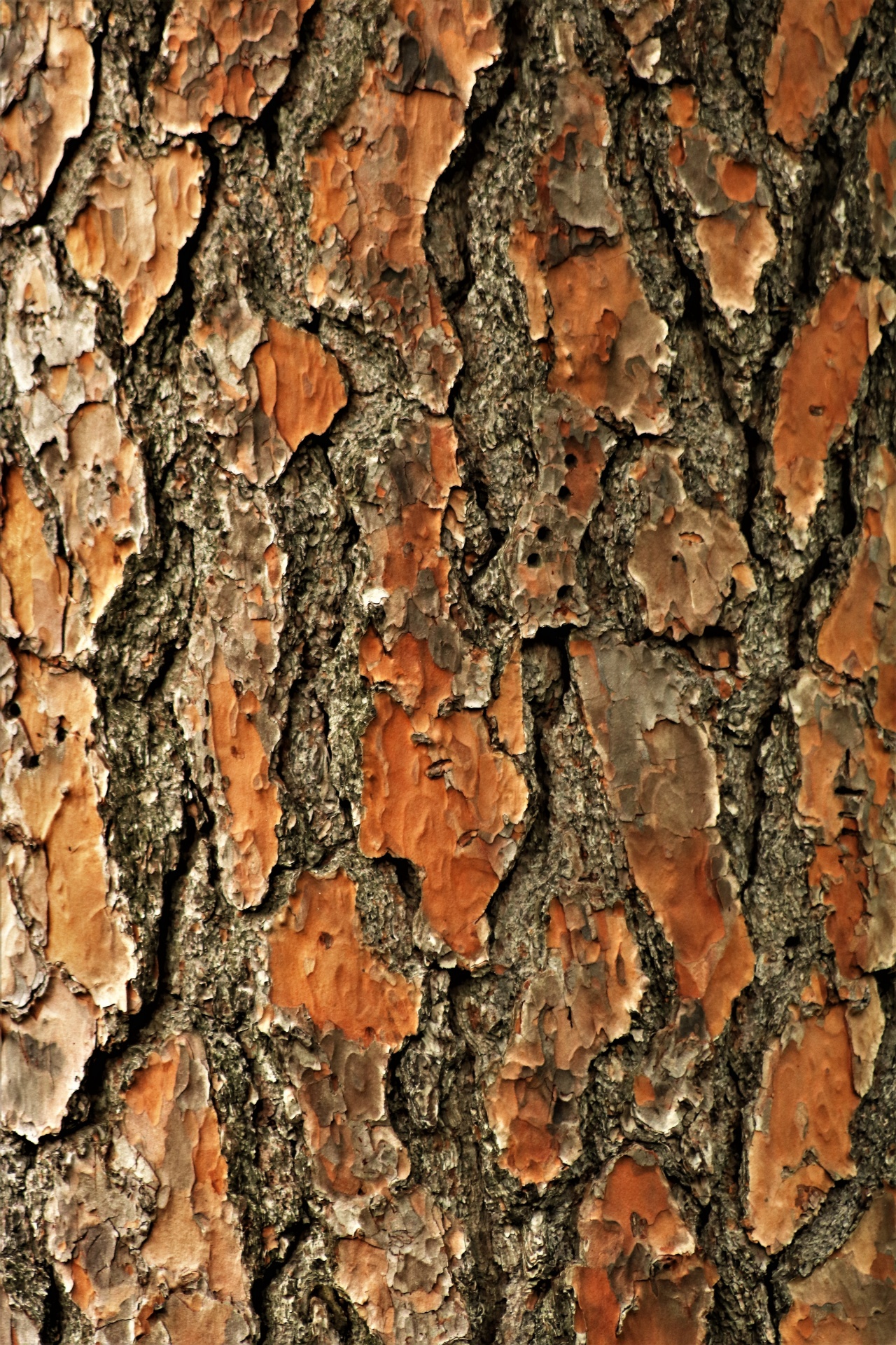 Pine Tree Bark Background