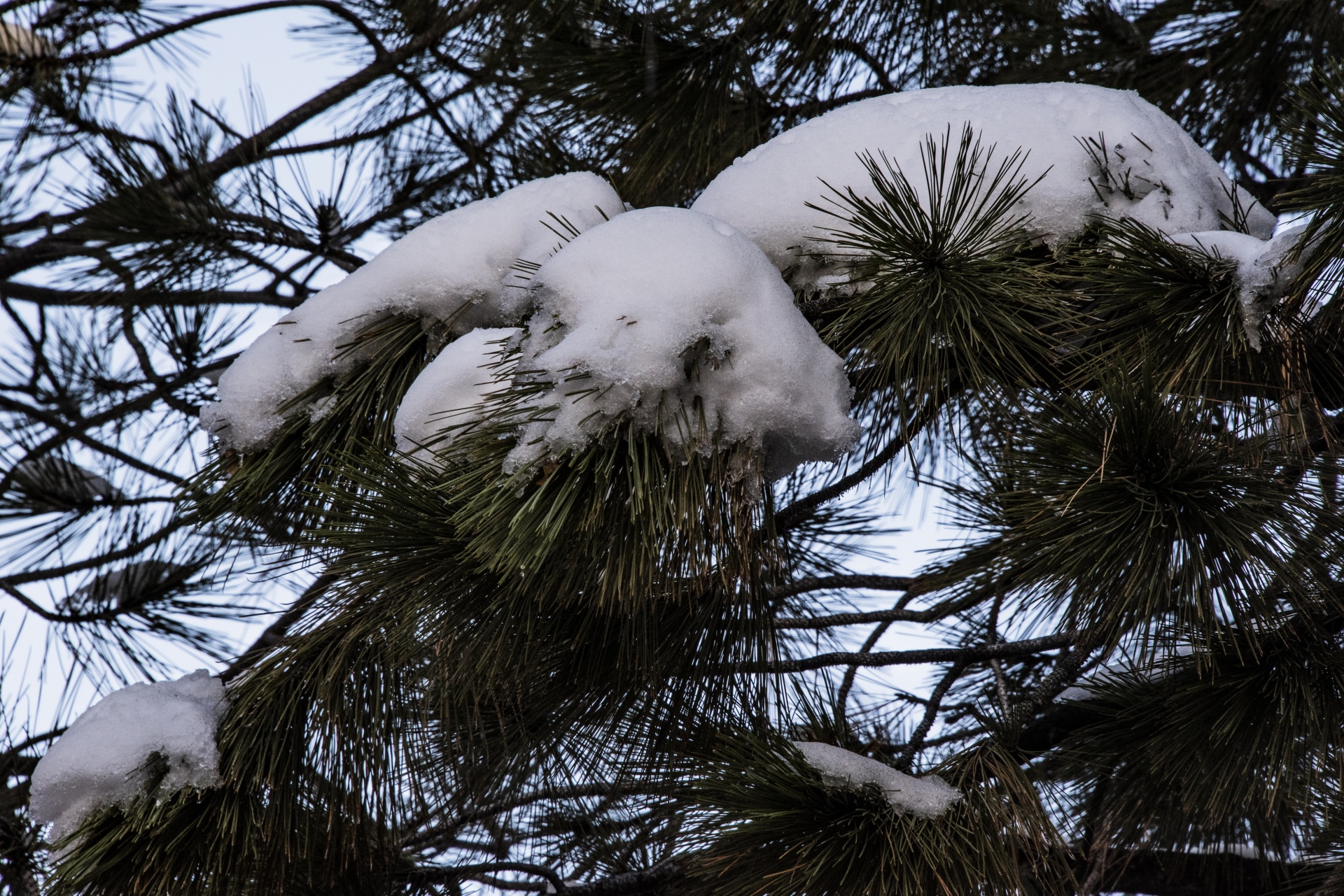 Pine Tree Branches In Snow
