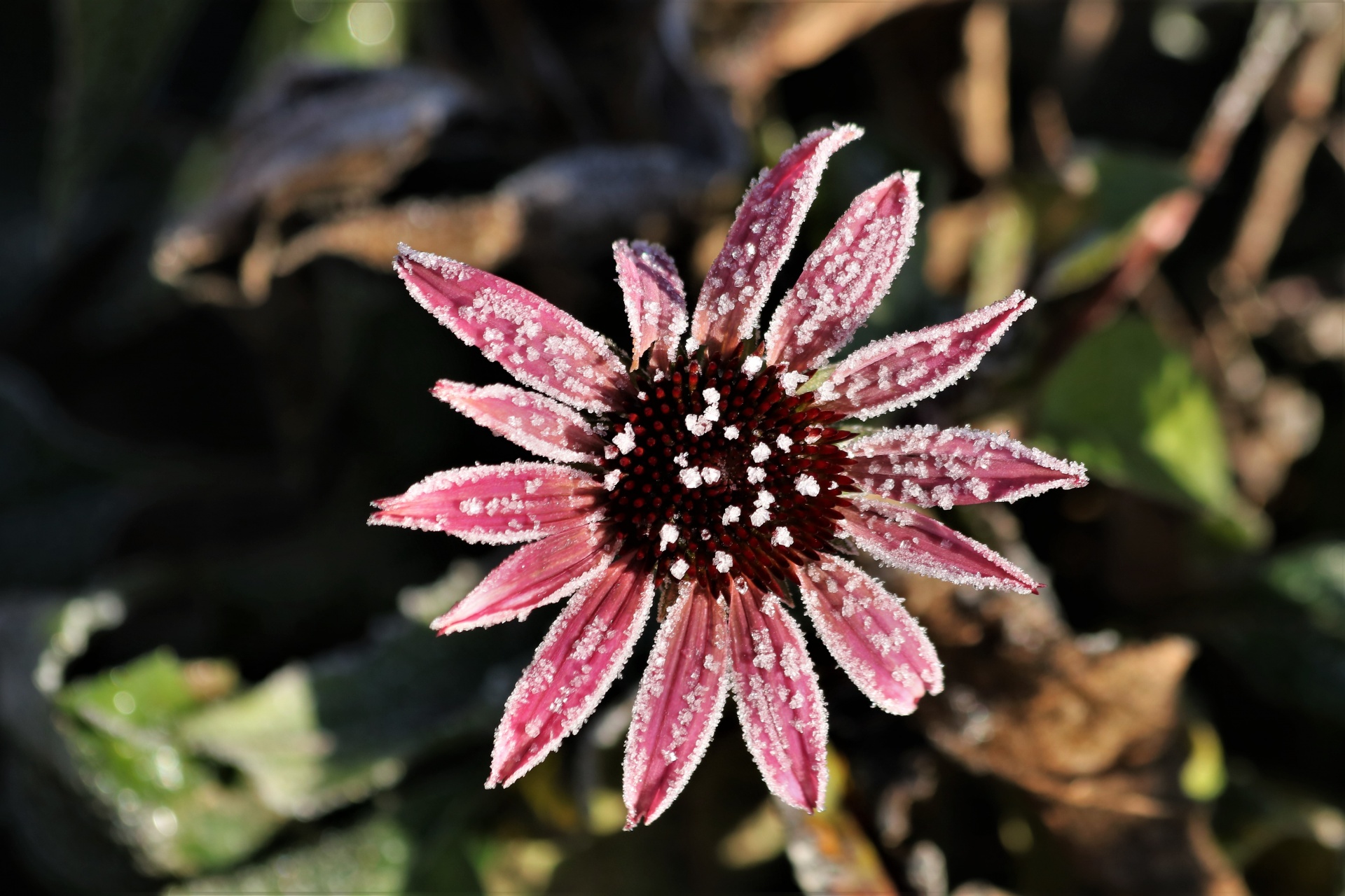 Pink Coneflower And Frost