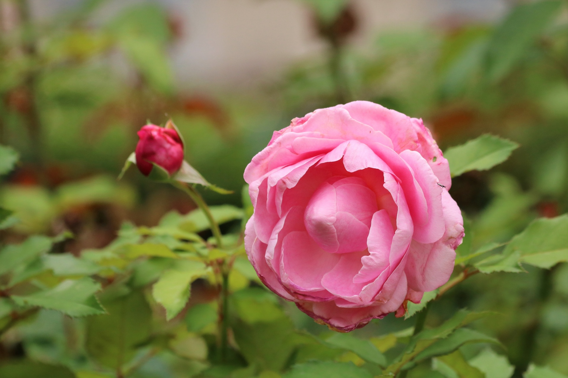 Close-up of a pink rose, not yet fully bloomed and a rose bud on a blurred green background.