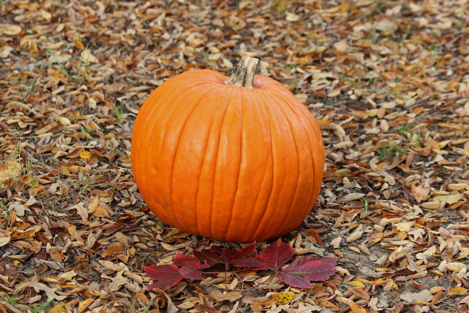 Pumpkin In Autumn Leaves