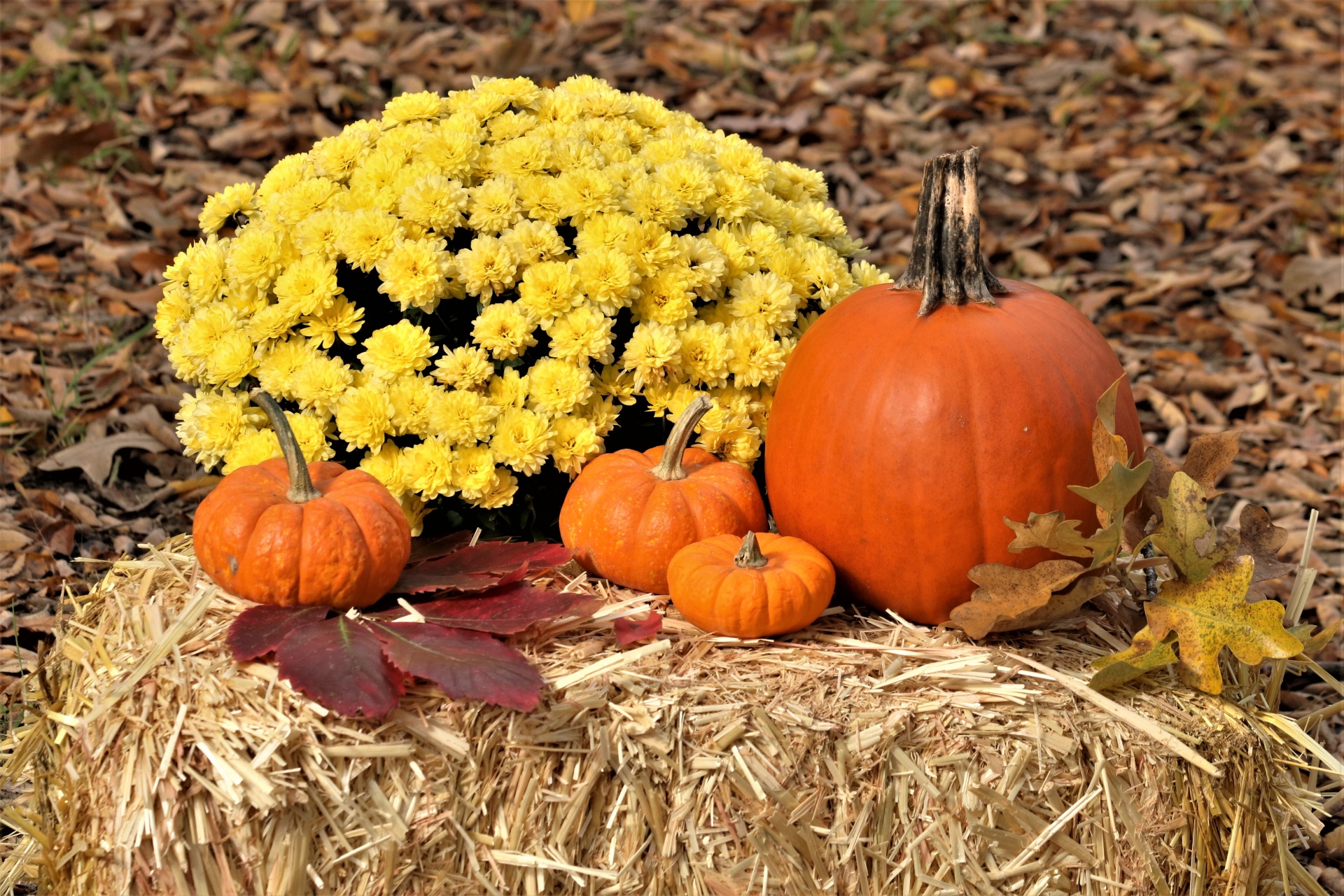 Four orange pumpkins, yellow chrysanthemums and autumn leaves arranged on a bale of hay with autumn leaves in the background, as an outdoor fall decoration.