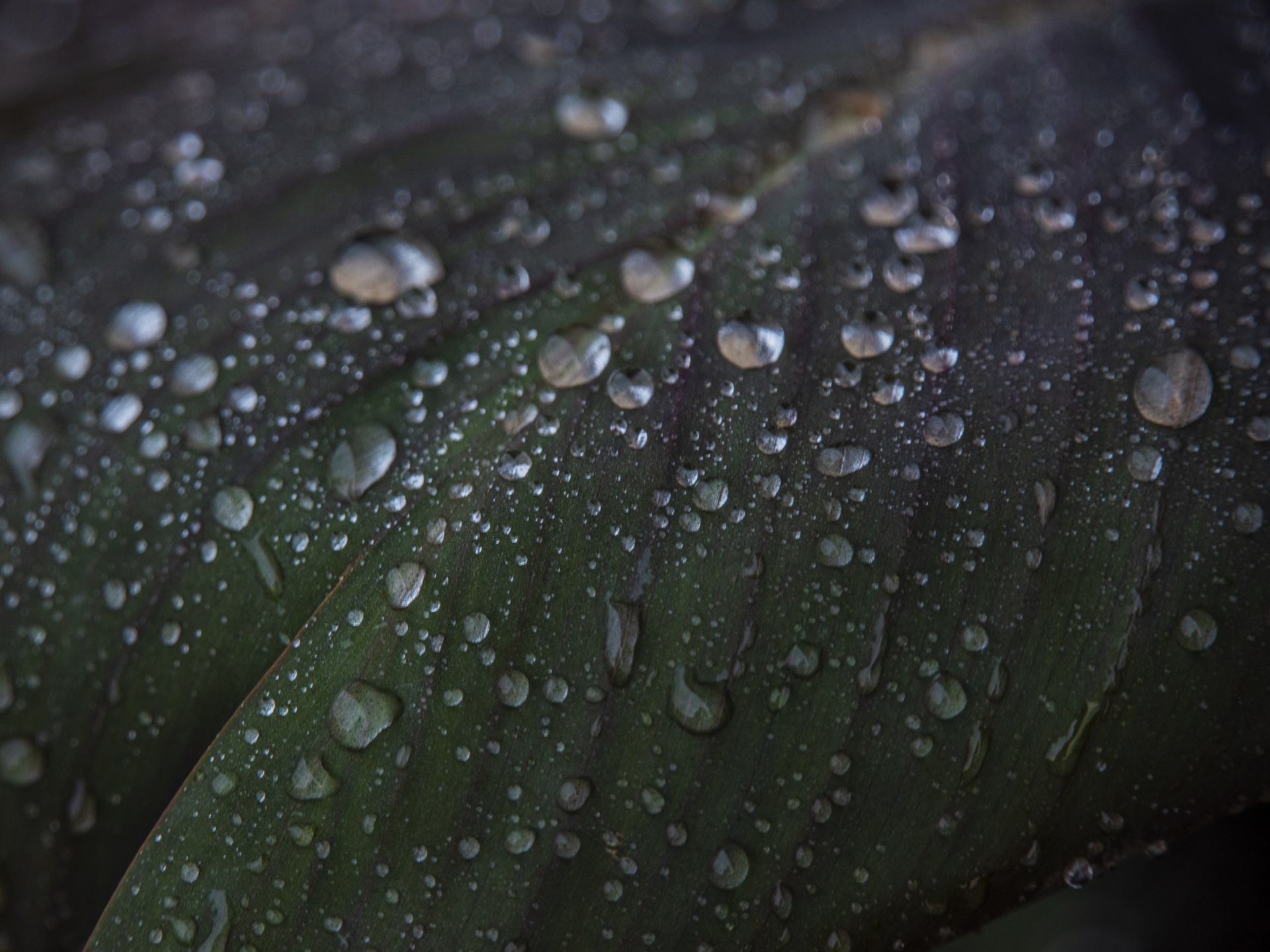 Raindrops sit on the wide stripped leaf of a Canna Lilly leaf