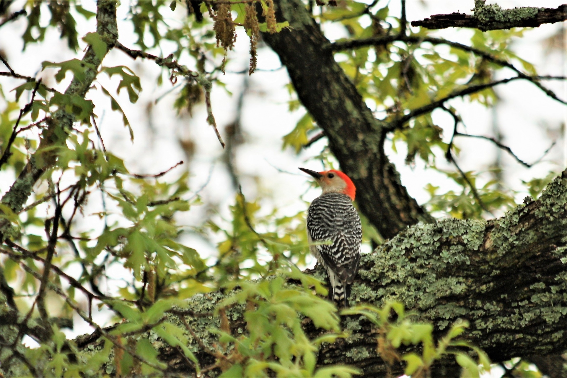 A red-bellied woodpecker sitting an oak tree surrounded by early spring leaves.