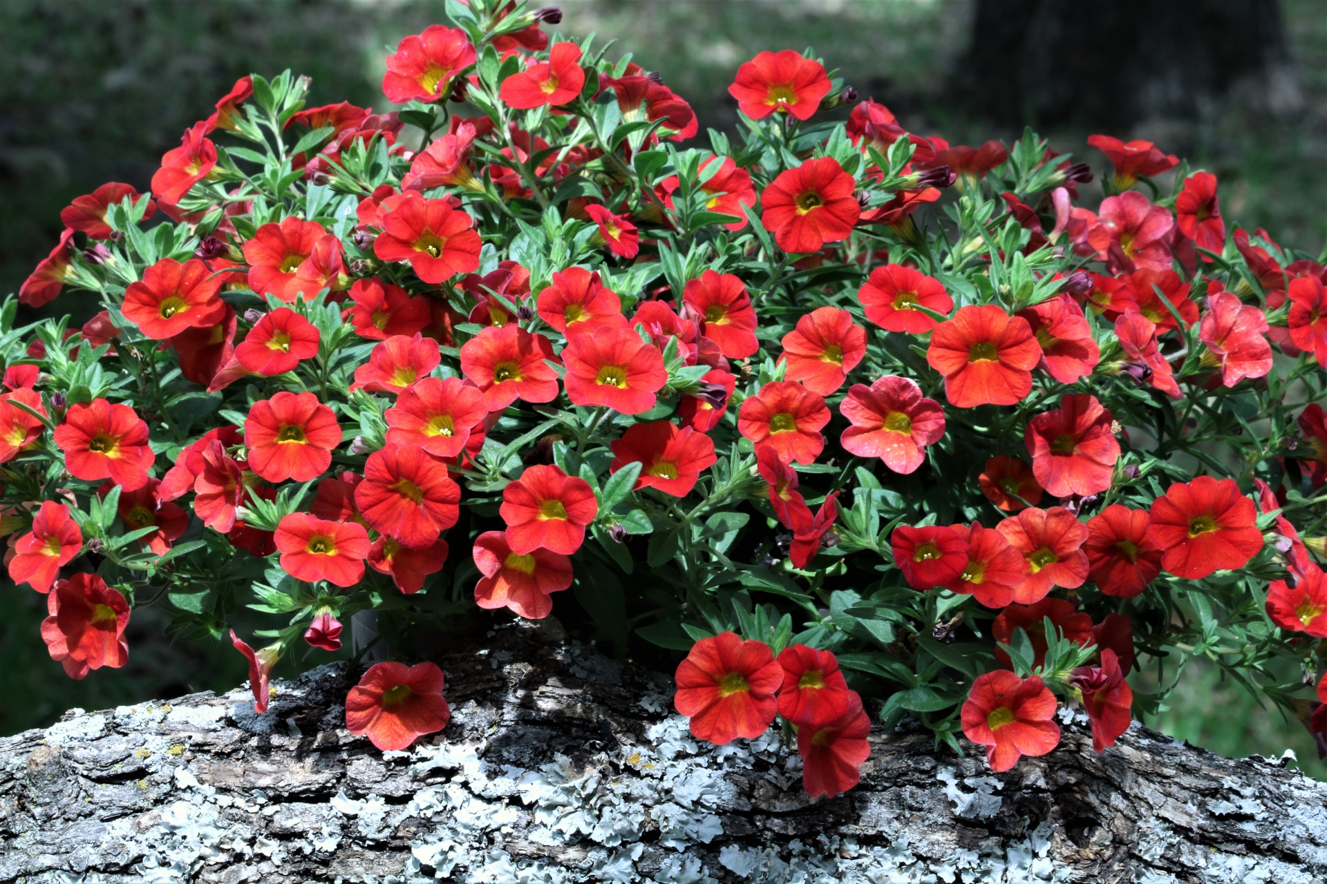 Close-up of a basket of bright red mini petunias sitting behind a tree branch, with a dark background.