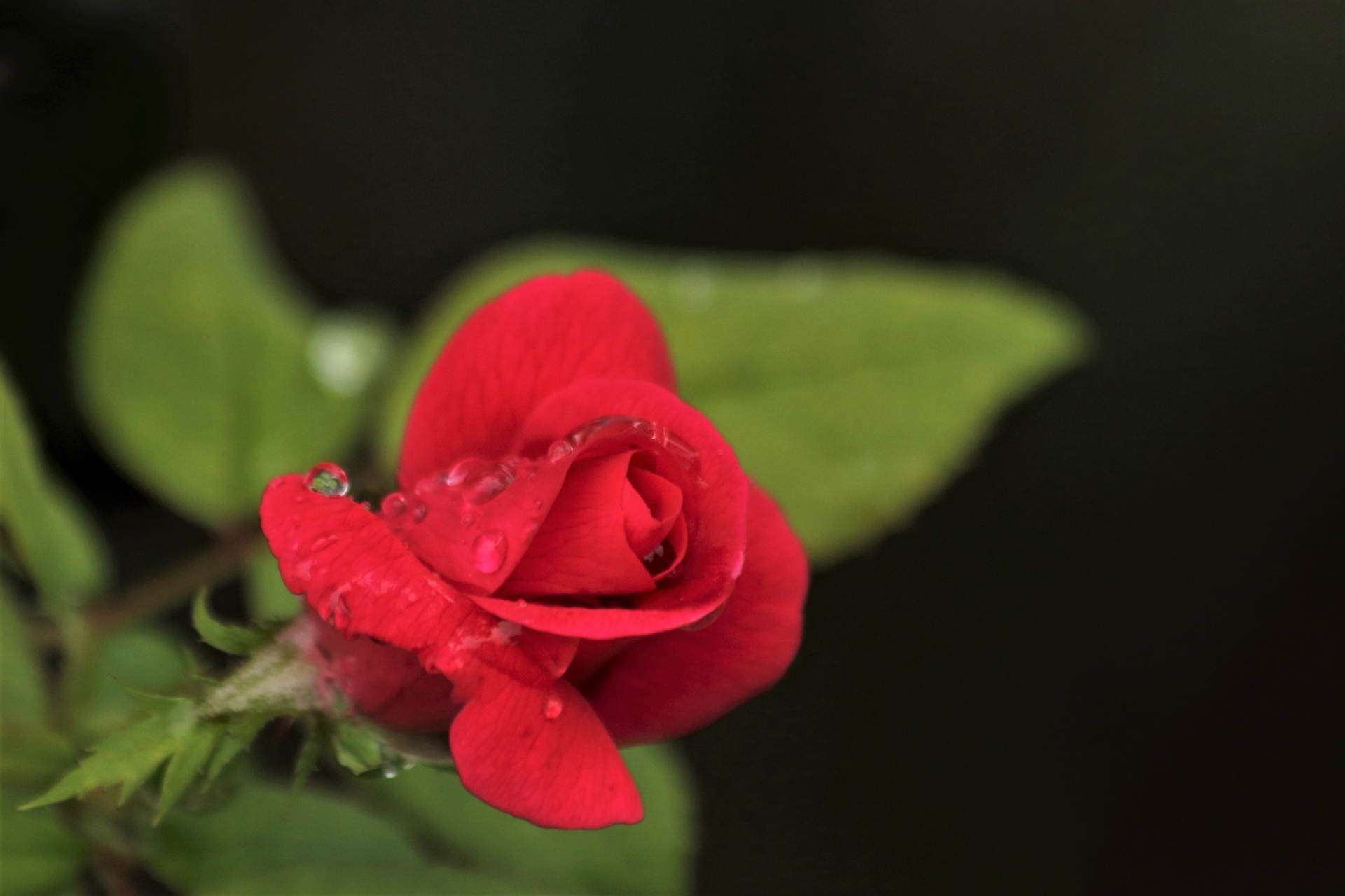 Red Rose And Rain Drops Close-up