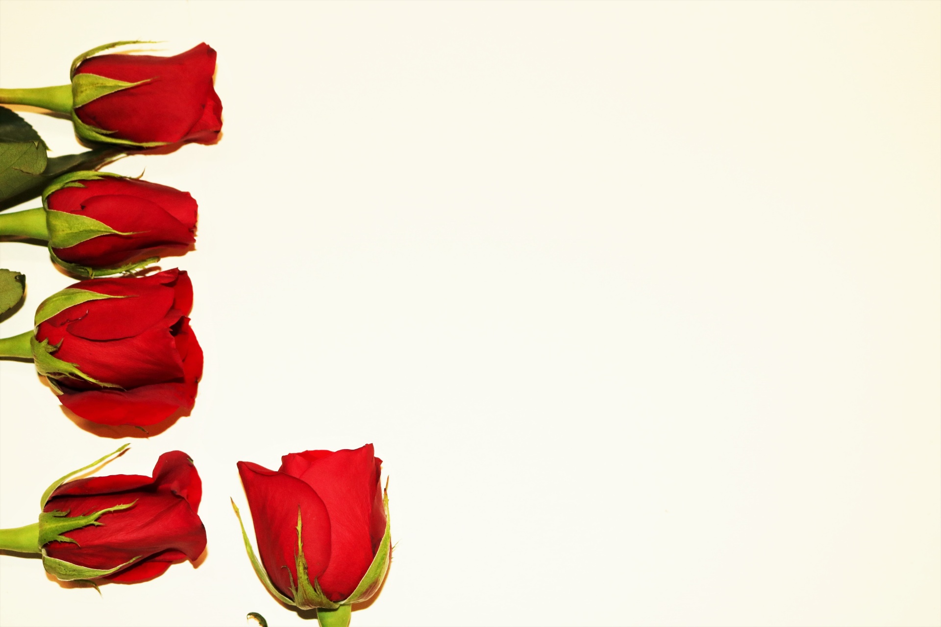 Red Rose Buds Background