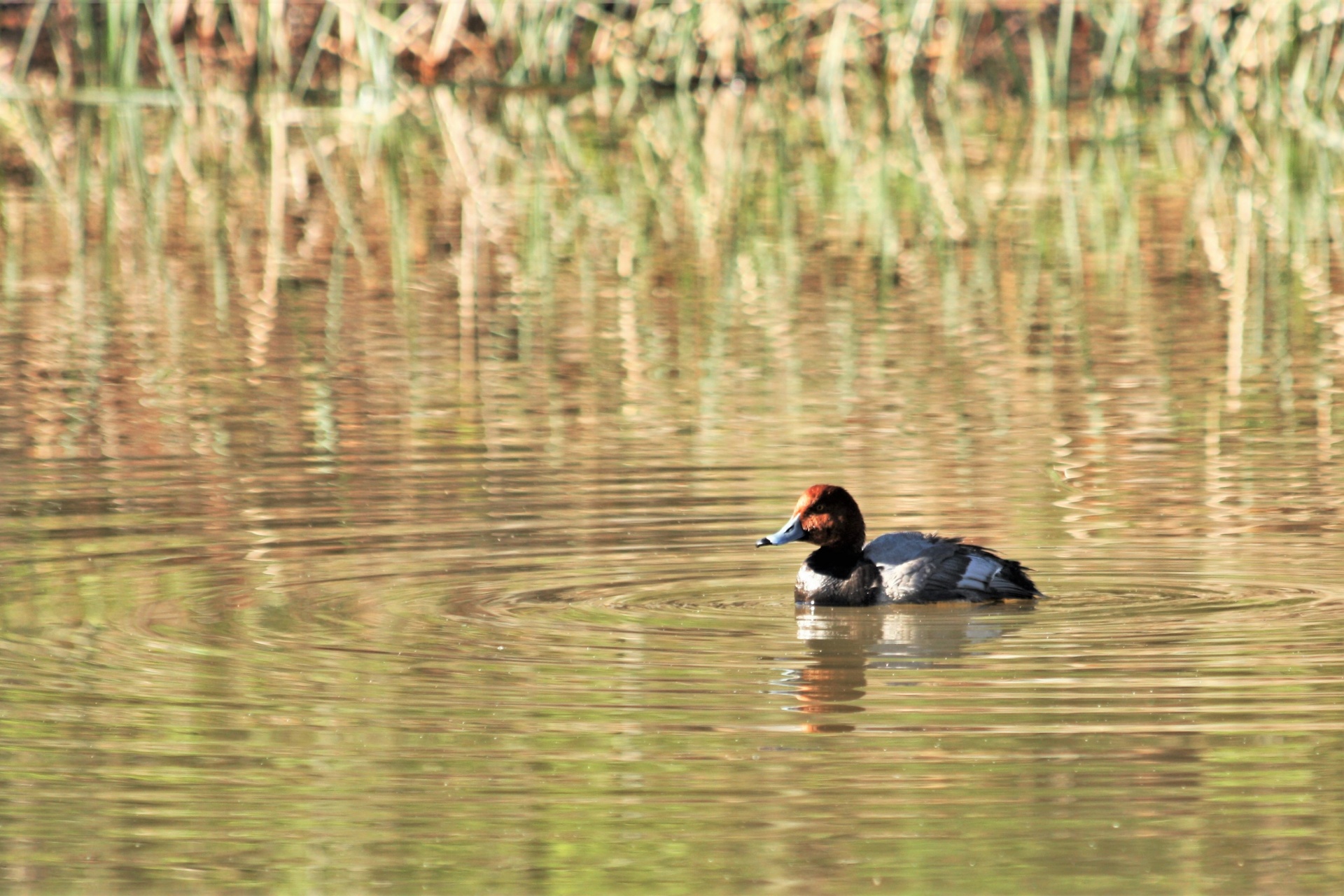 Redhead Duck On Golden Pond In Fall