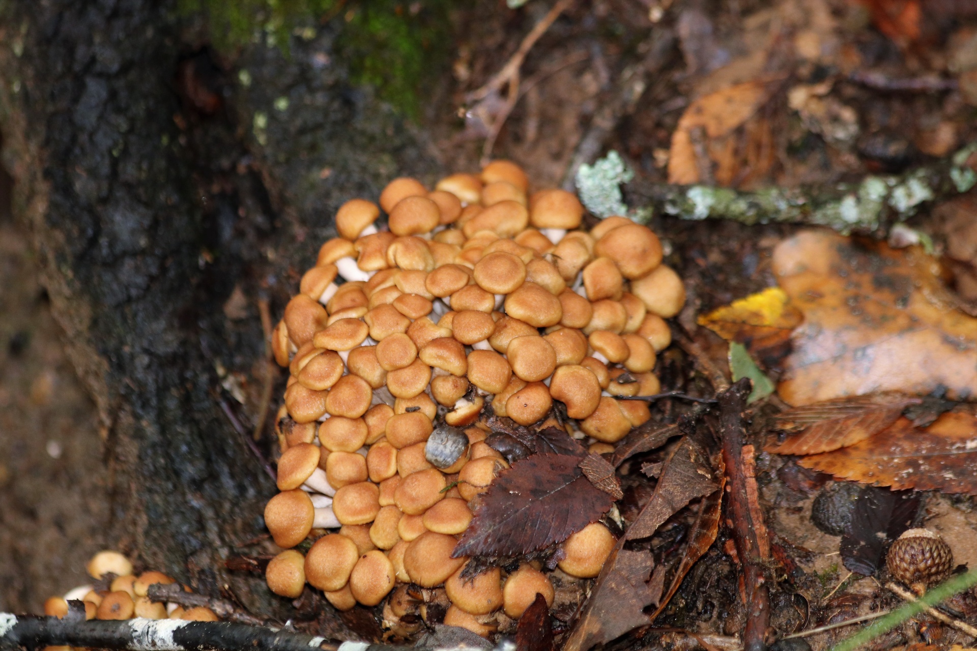A group of ringless honey mushrooms surrounded by acorns and autumn leaves.
