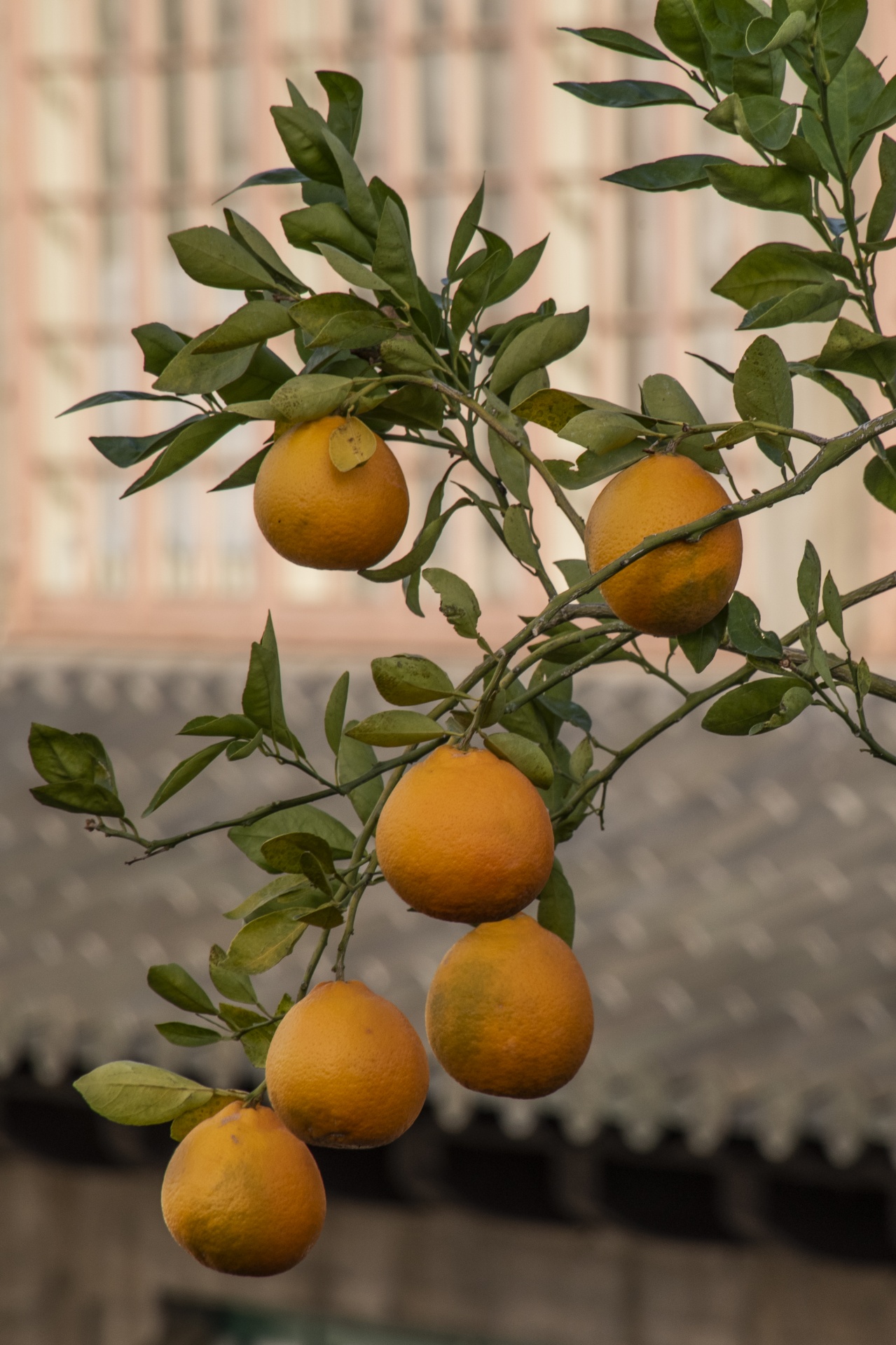 Ripe Lemons On Tree