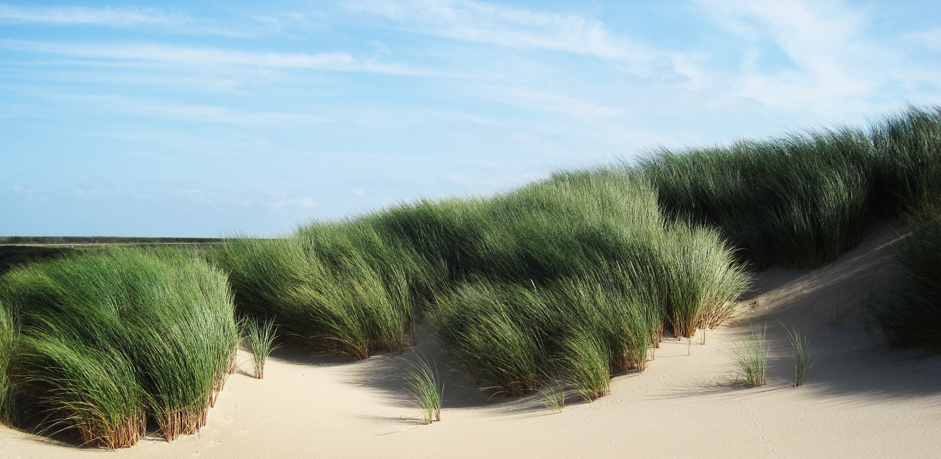 Sand dunes with beautiful blue sky and green marram grass