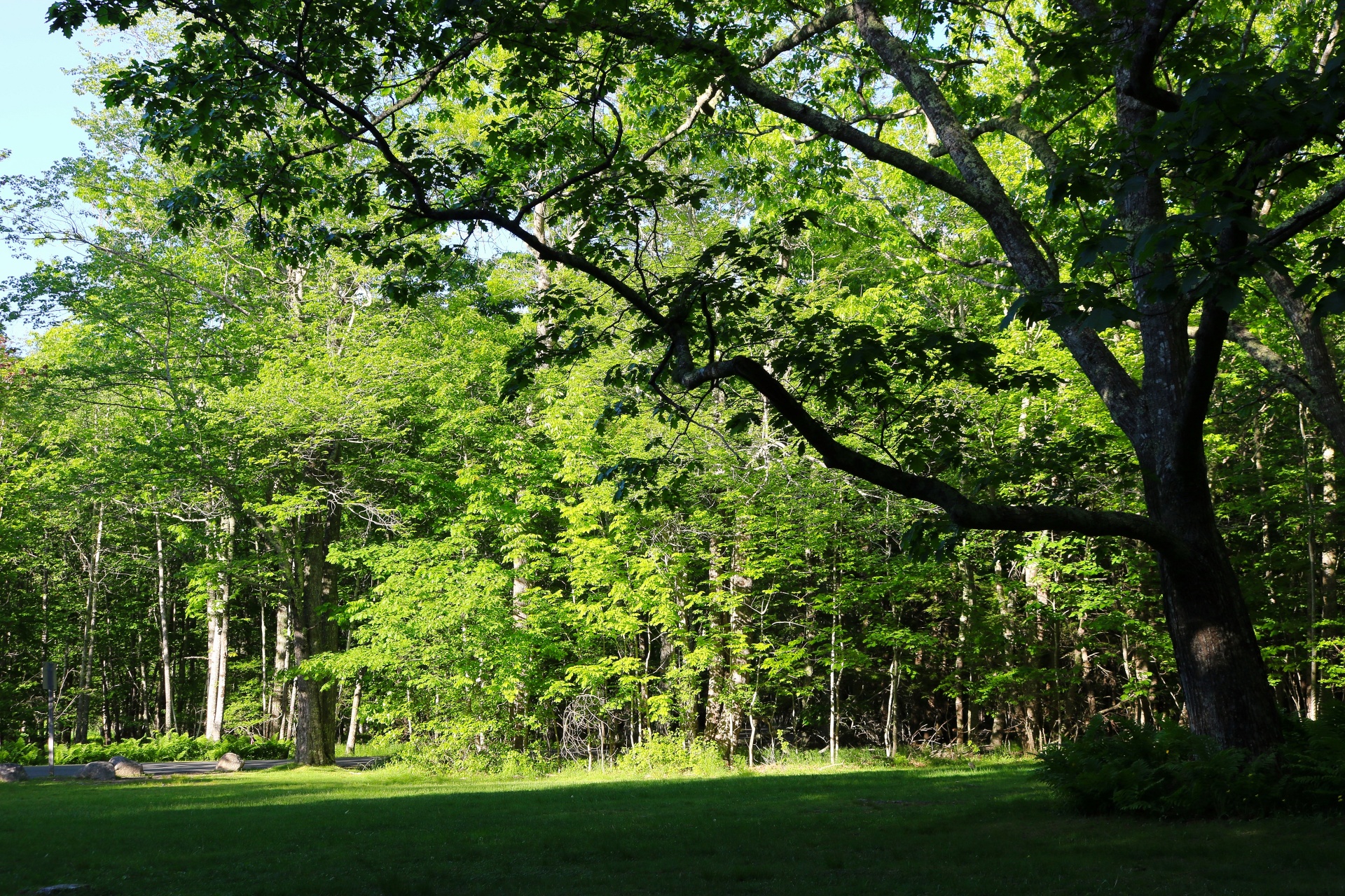 photo of a large shade tree in Acadia National Park