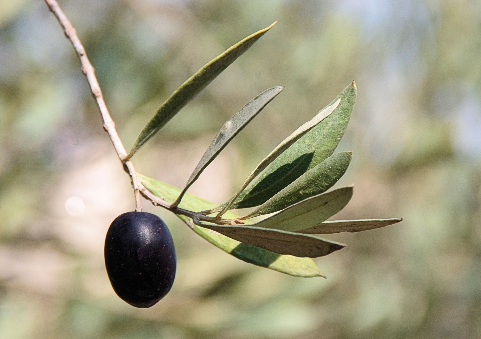 Single Black Olive