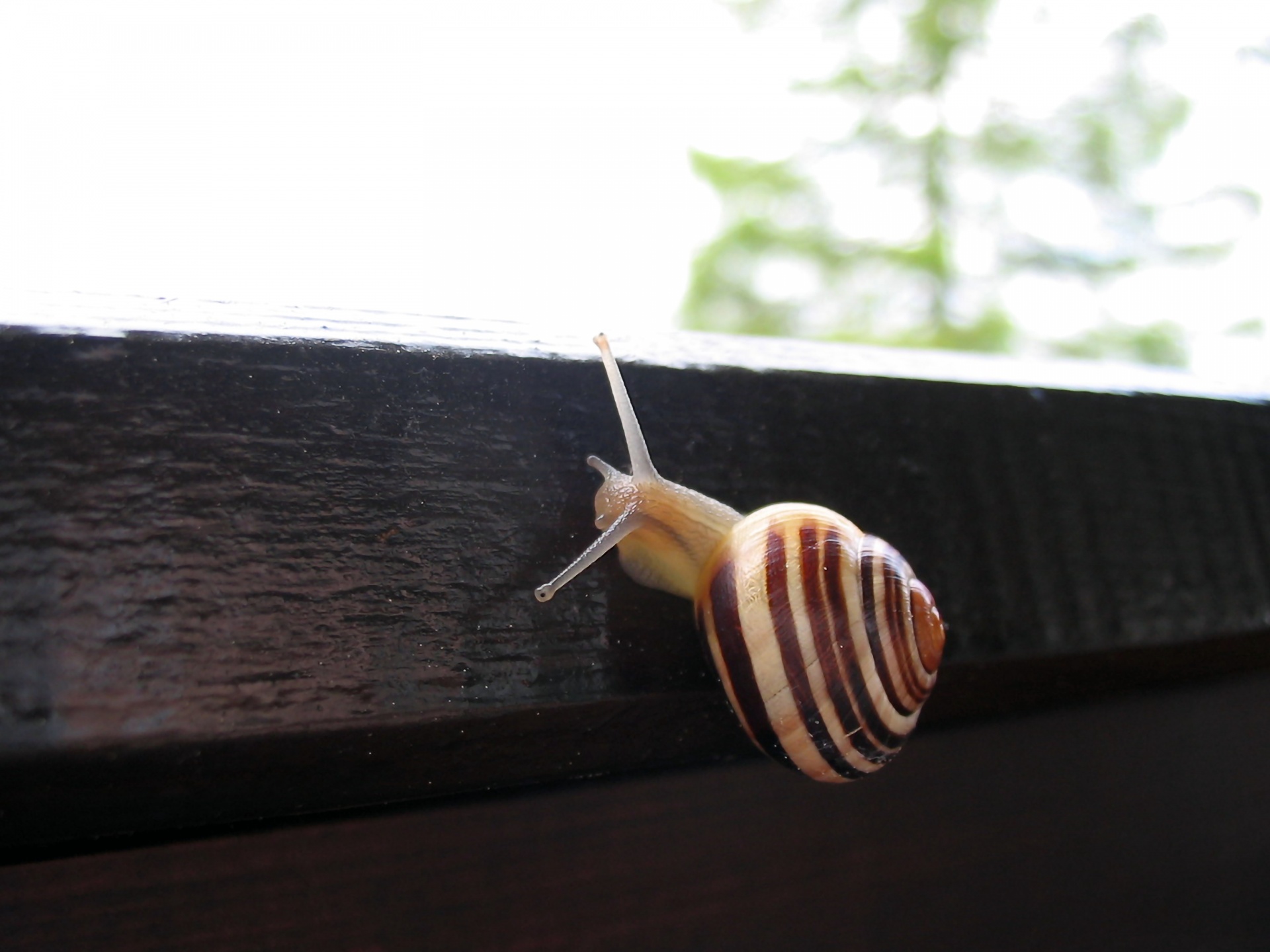 Snail crawling along a wooden beam