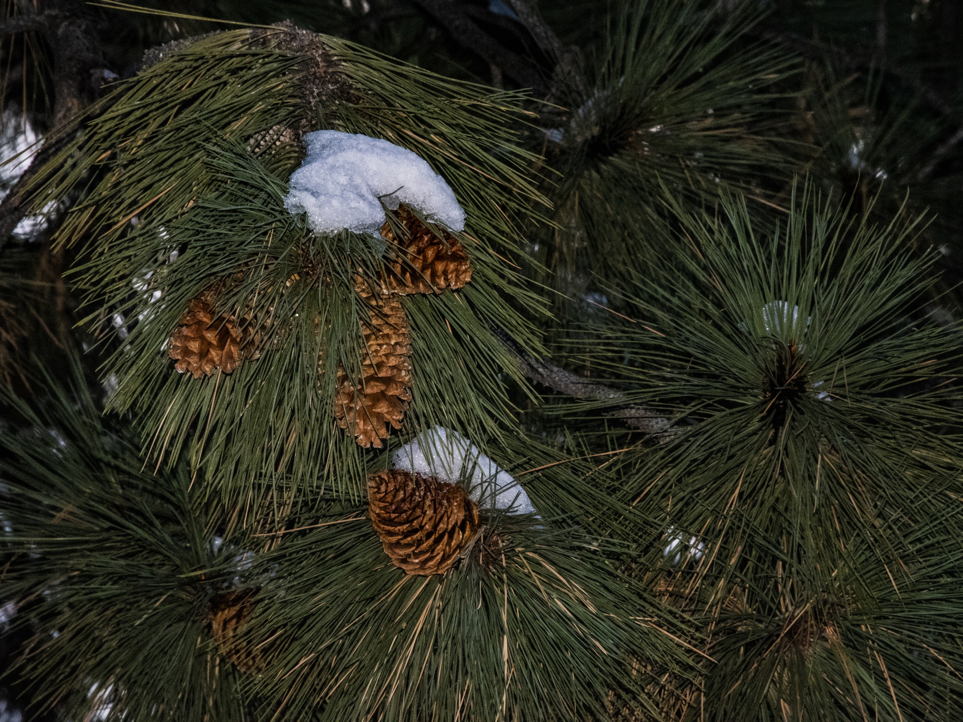 Snow Drifts On Pine Cones