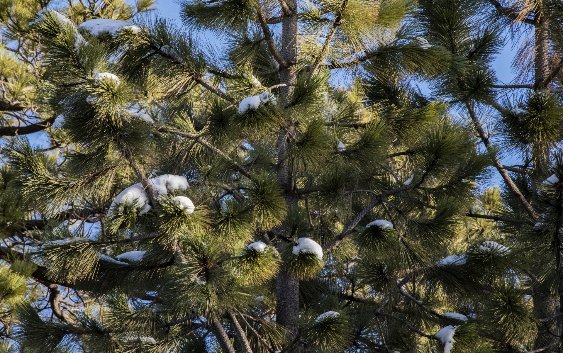 Green pine trees are dusted with snow in small piles on the branches