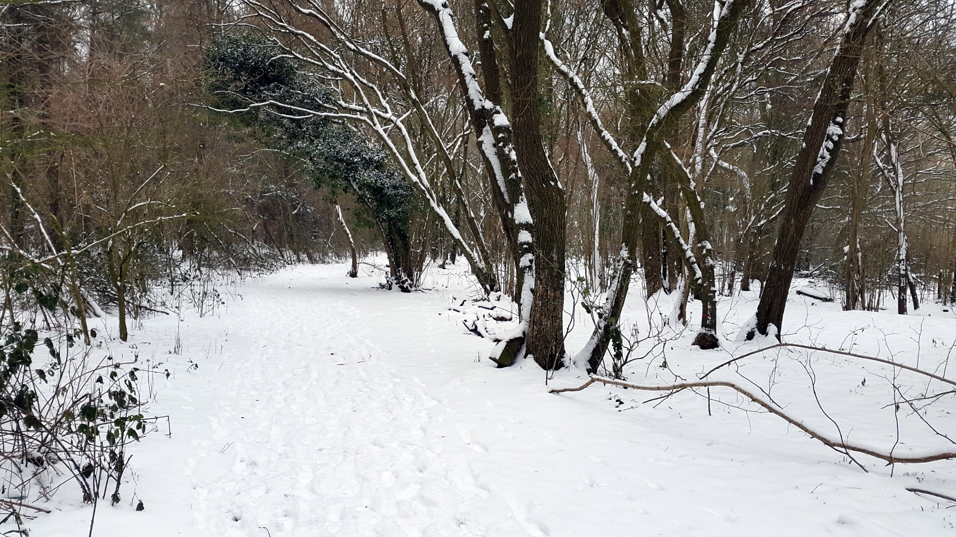 Snow In Wood