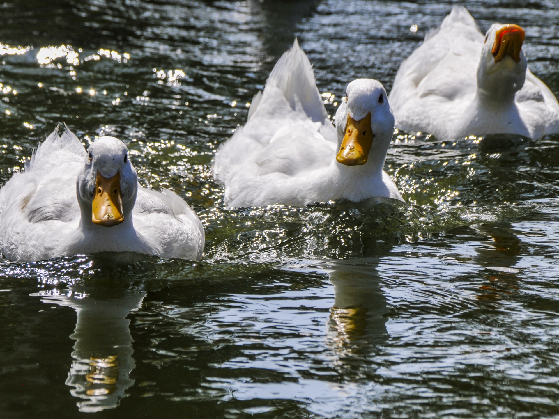 three white ducks swimming