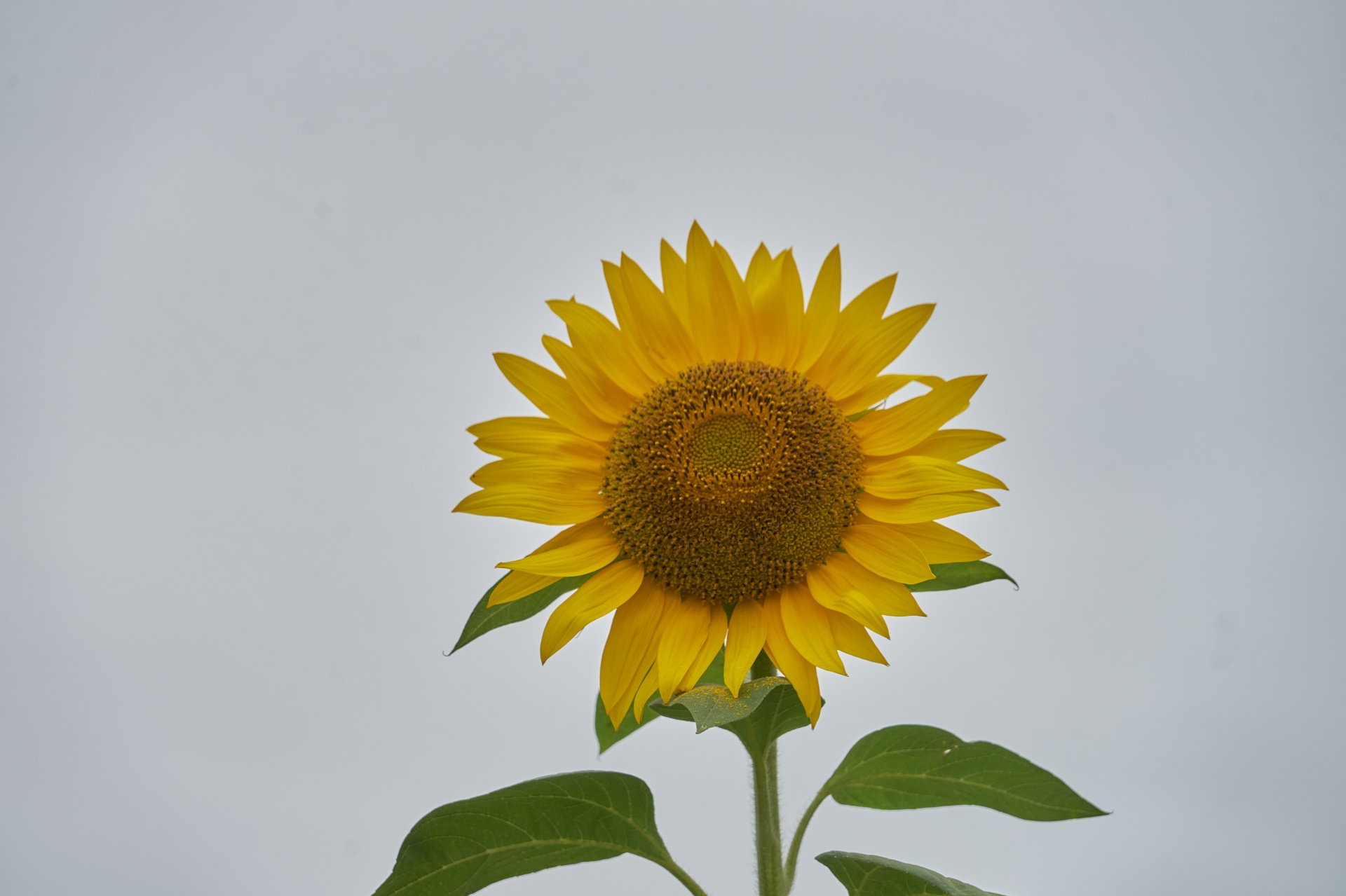 Sunflower In The Sun