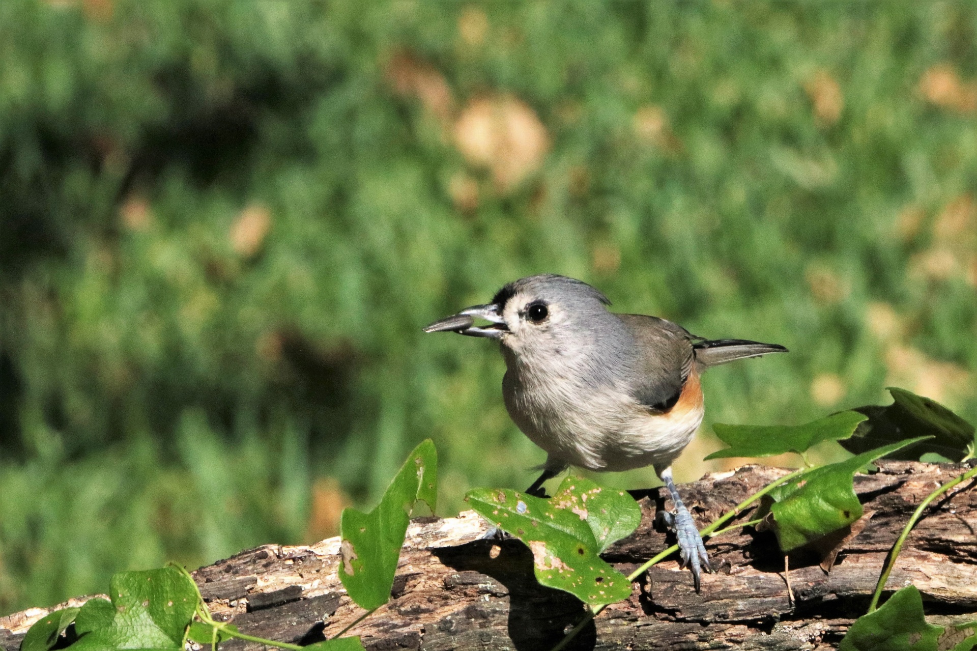Tufted Titmouse In Spring