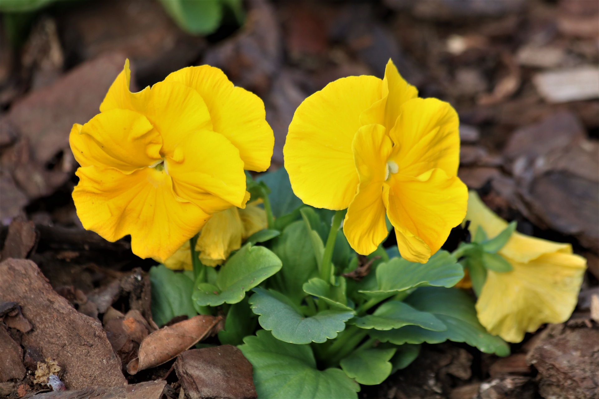 Two Yellow Pansies Close-up