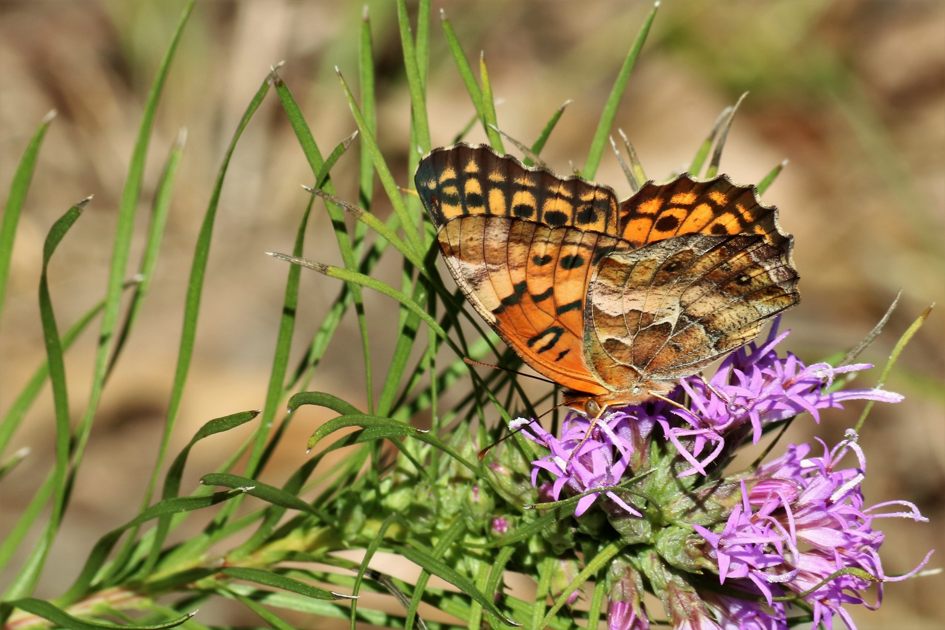 Variegated Fritillary Butterfly 6