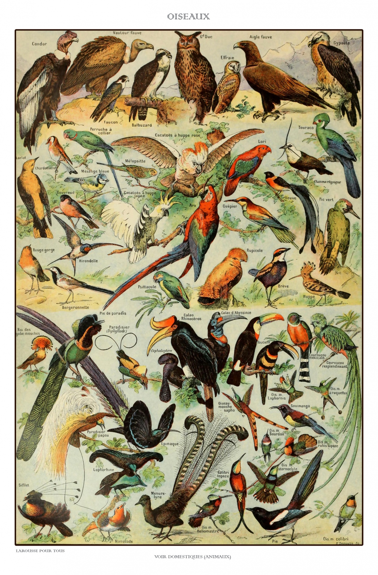 Vintage Birds Art Print