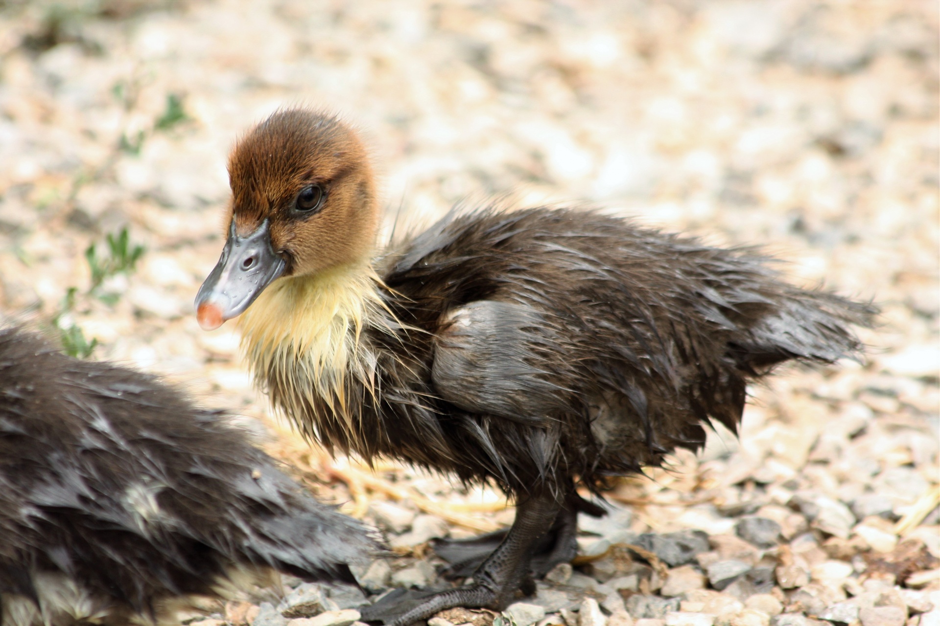 Wet Muscovy Duckling Close-up