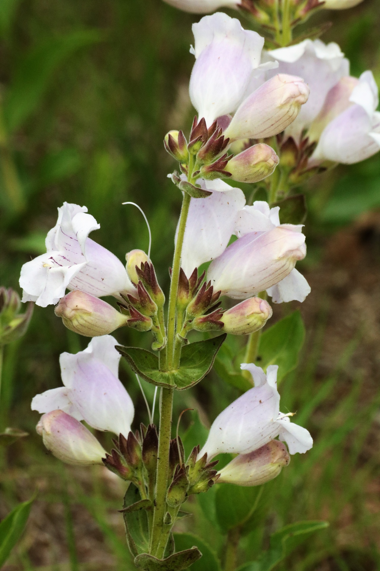 Close-up of a tall stem of white cobaea beardtongue wildflowers growing in a country field.