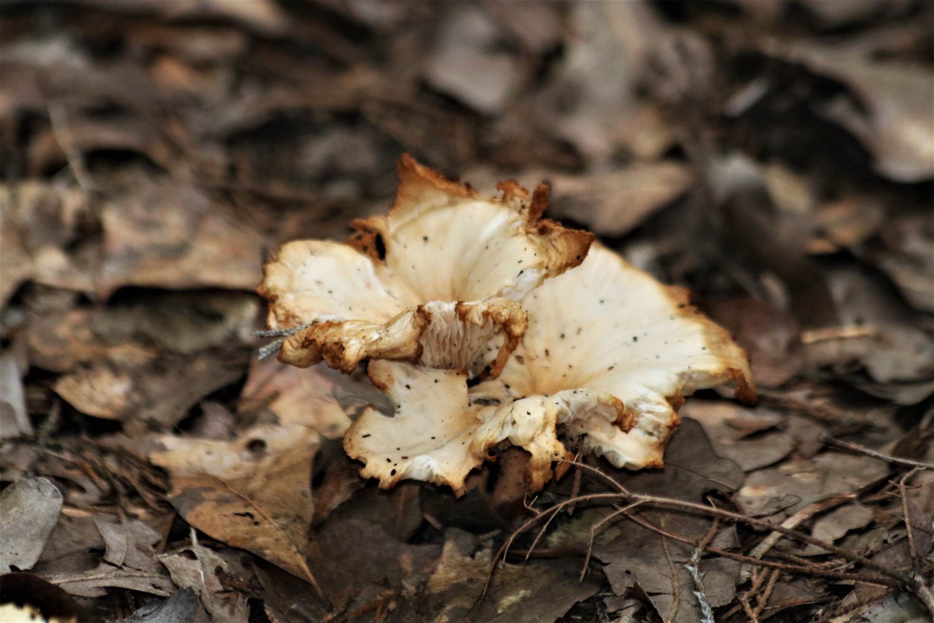 White Decaying Mushroom In Leaves