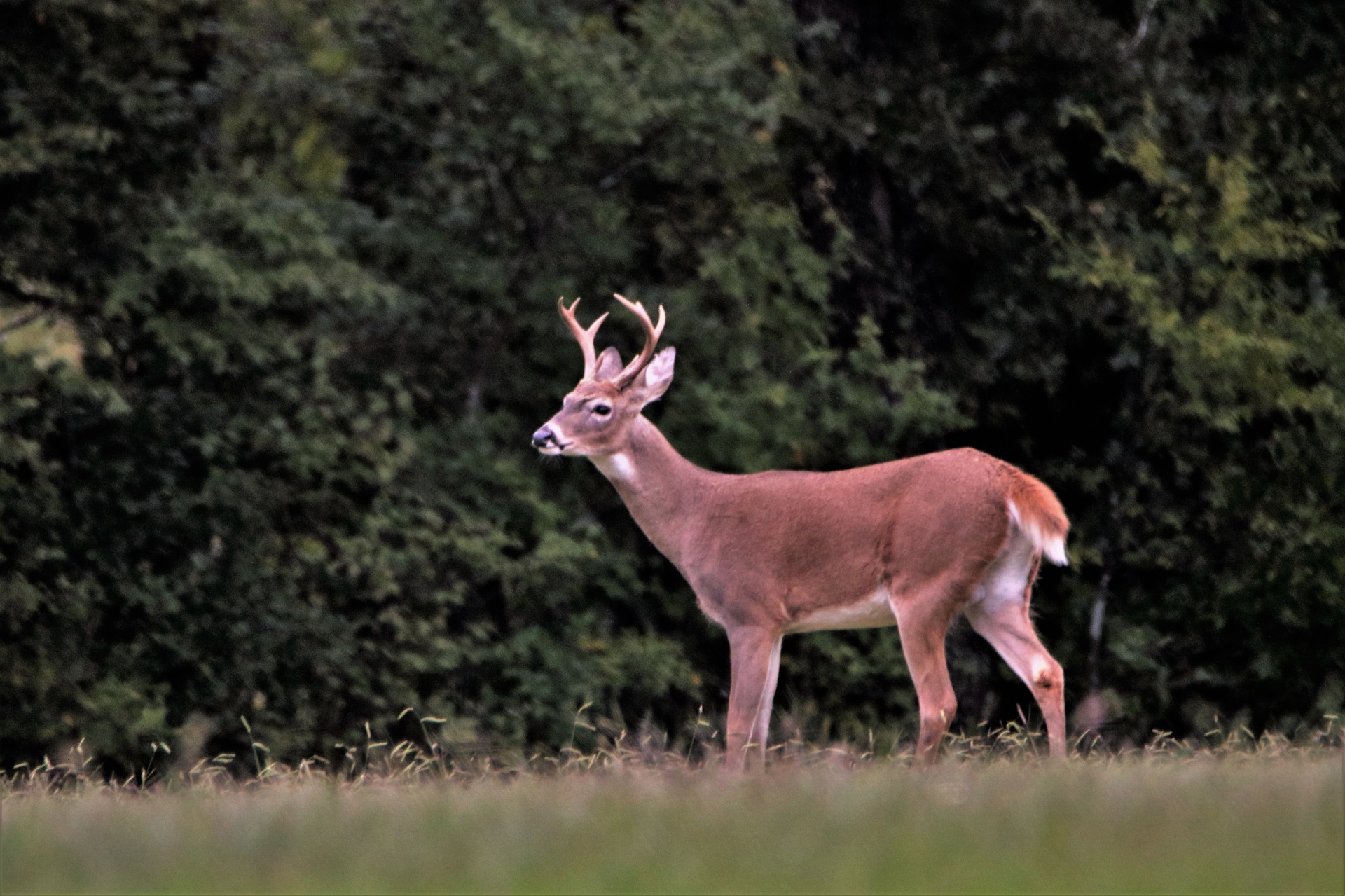 An 8 point white-tail buck deer, standing in green grass with neck stretched out, is smelling the air during mating season.