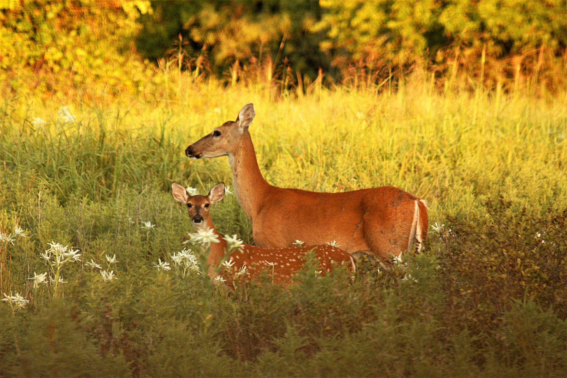 White-tail Deer And Fawn At Sunset