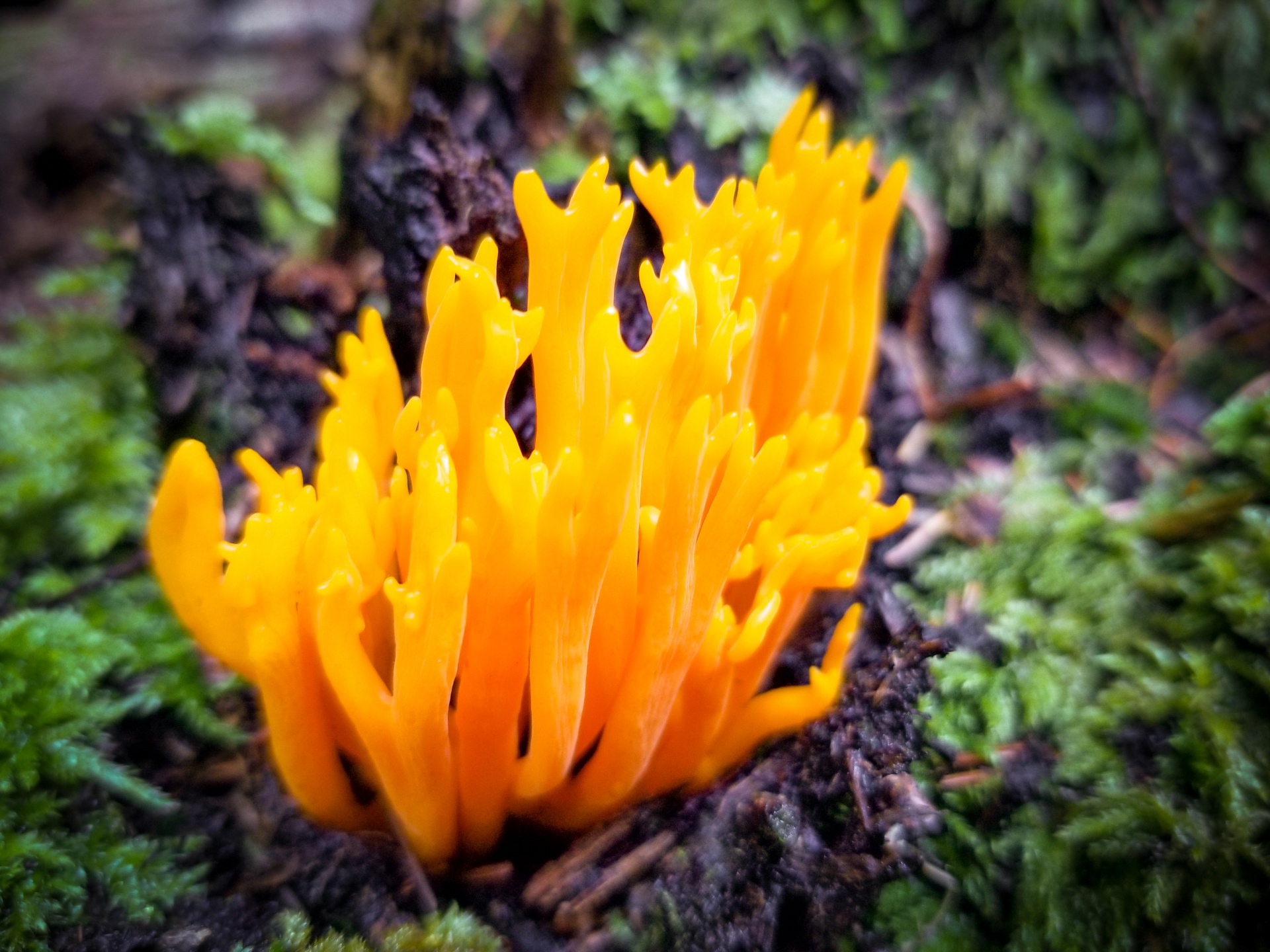 Wild yellow mushroom growing in a forest