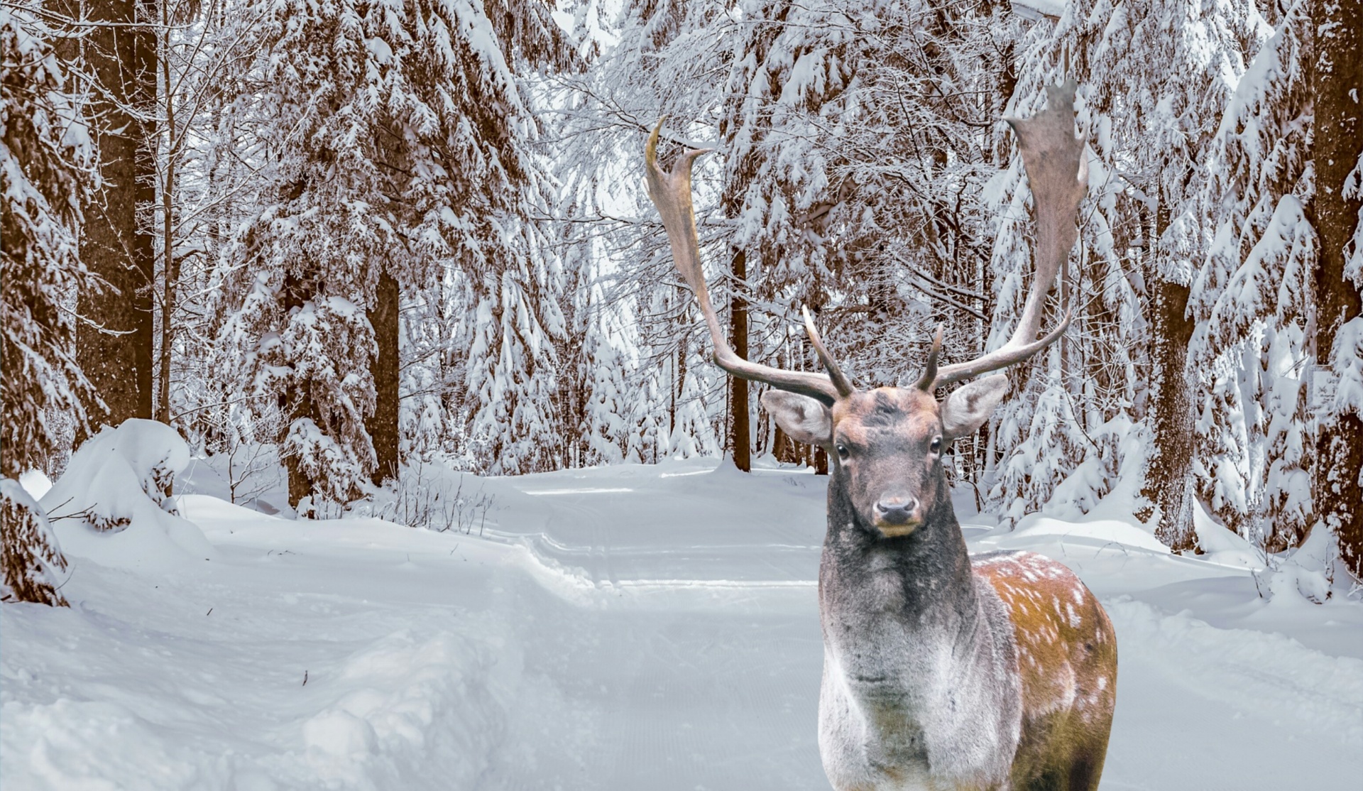 winter,deer, stag, animal, , snow, scenic, landscape, cold, season, white, rural, country, road, outdoors, rustic, , nature, mammal, forest