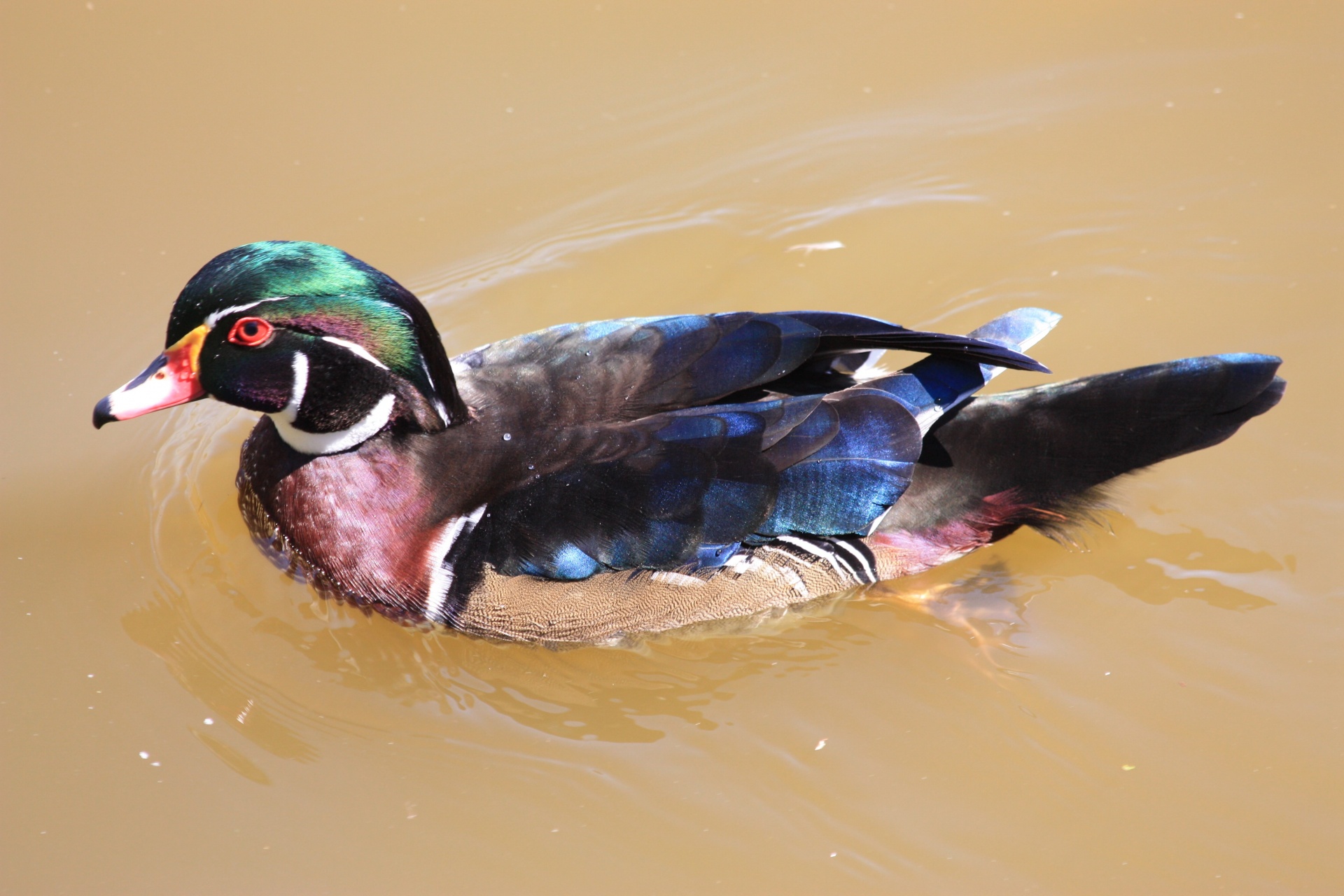 Wood Duck Close-up
