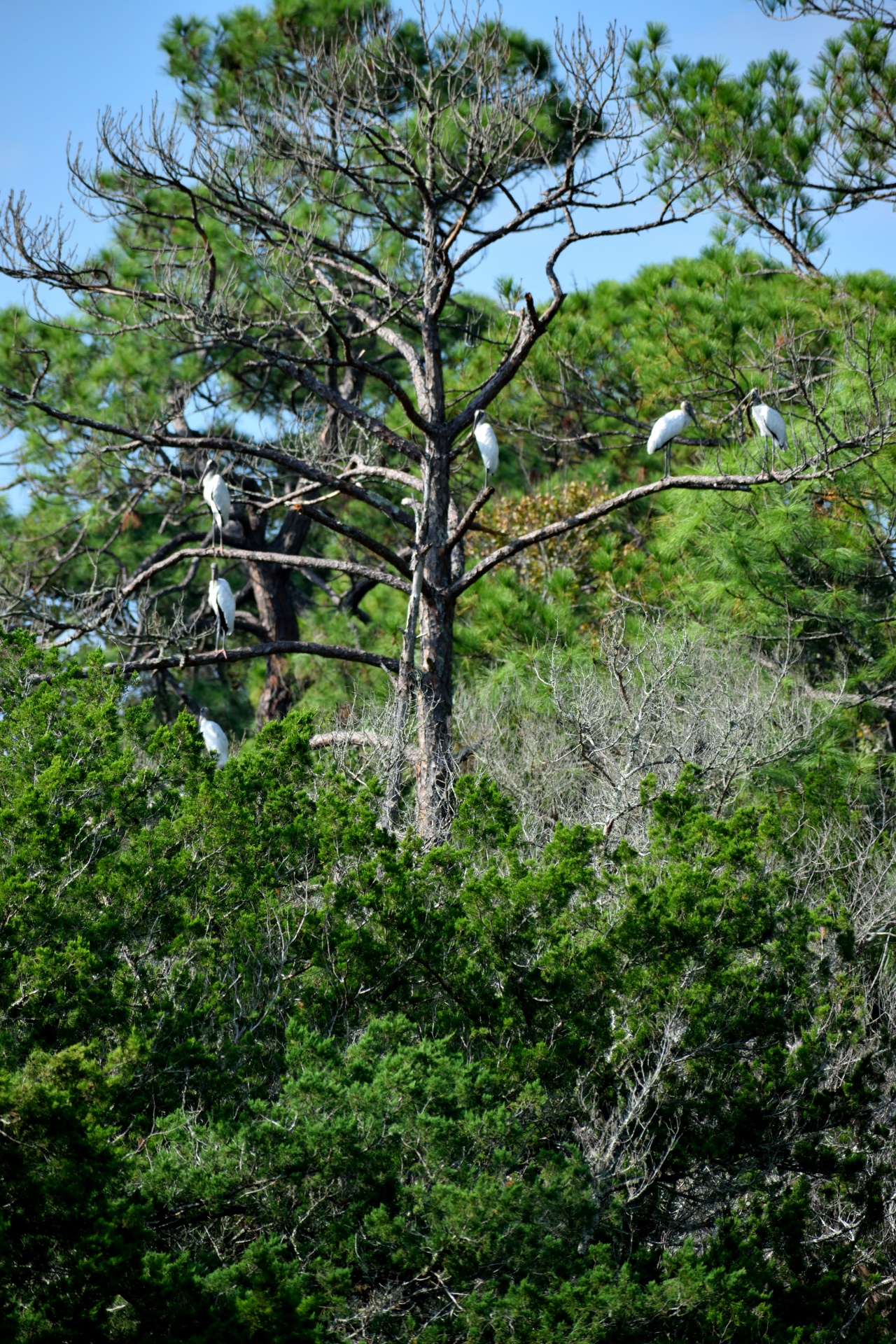 Wood Storks Background