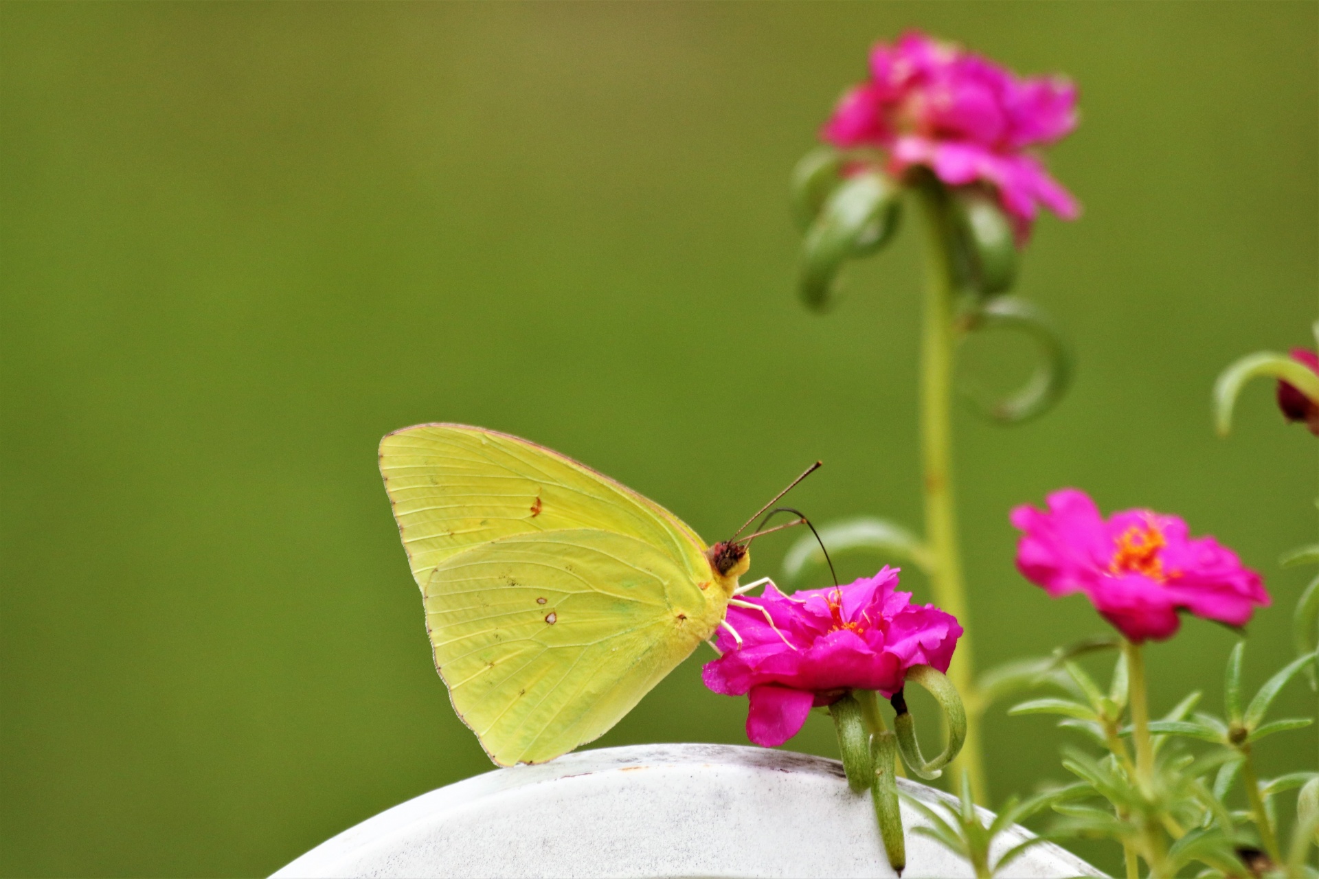 Close-up of a bright yellow cloudless sulphur butterfly, sipping nectar from pink flowers on a green background.