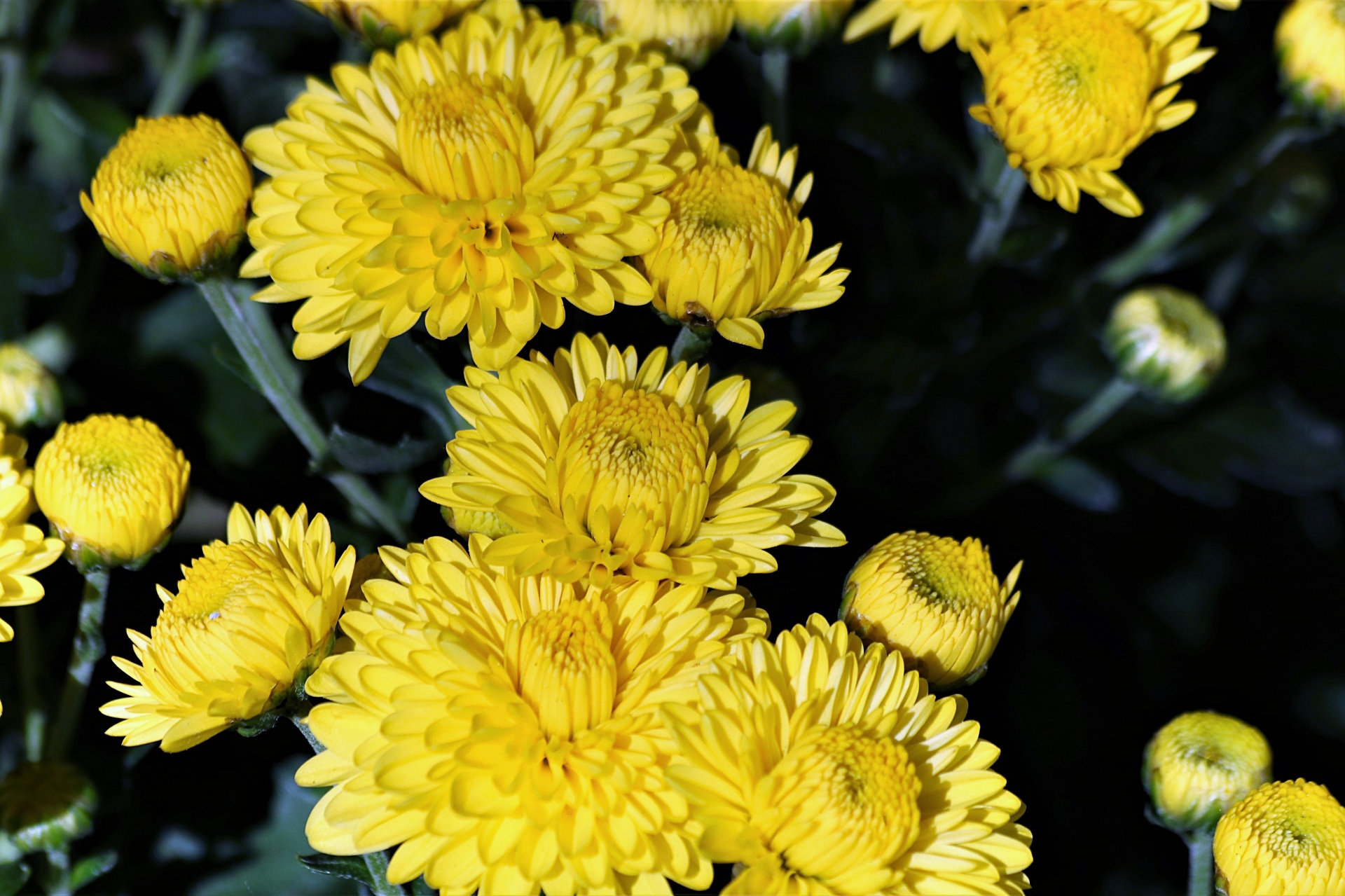 Close-up of bright yellow chrysanthemum flowers and buds on a dark background.