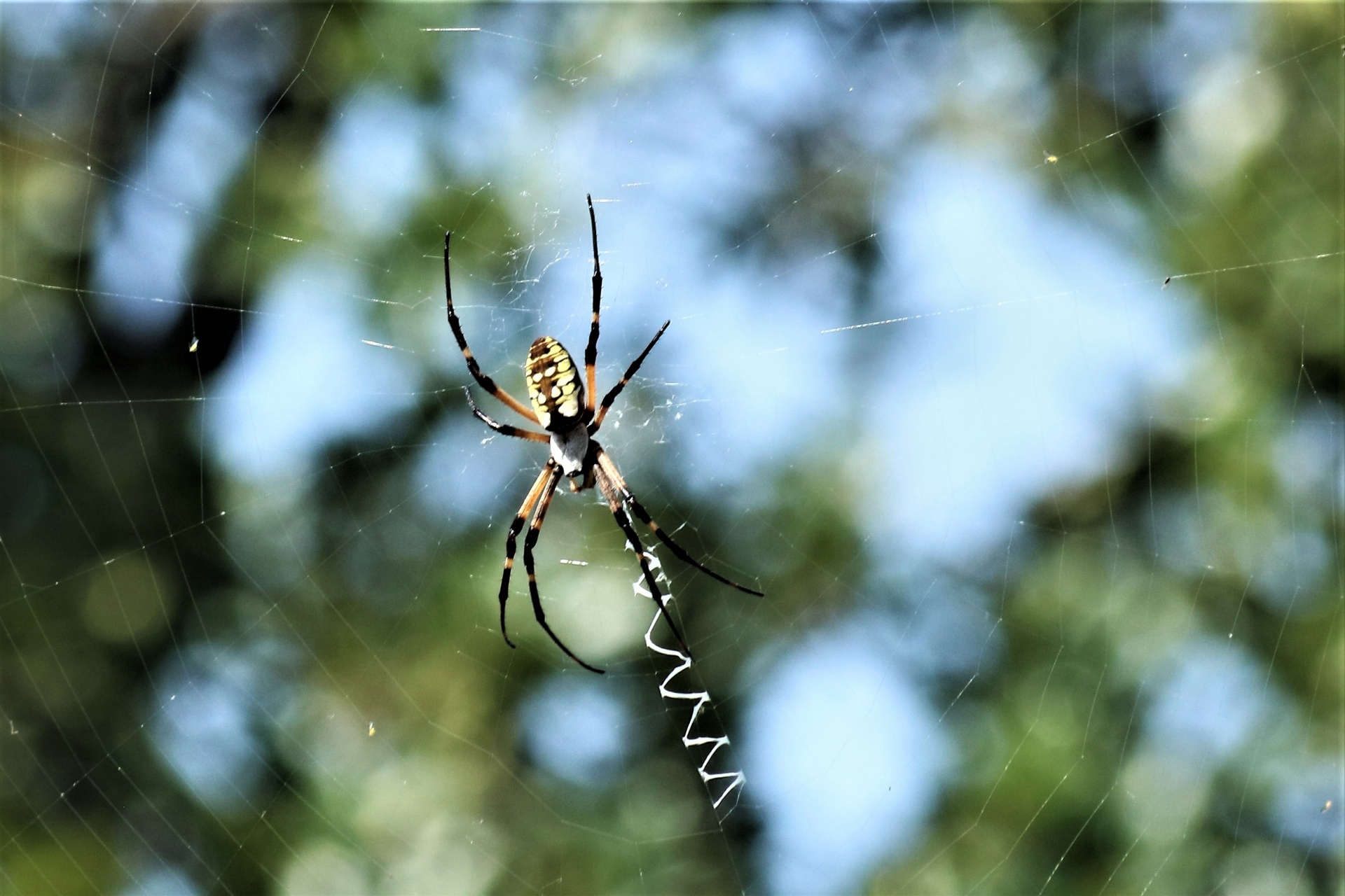 A yellow garden spider, clinging to the center of his web, on a blurred green and blue background.