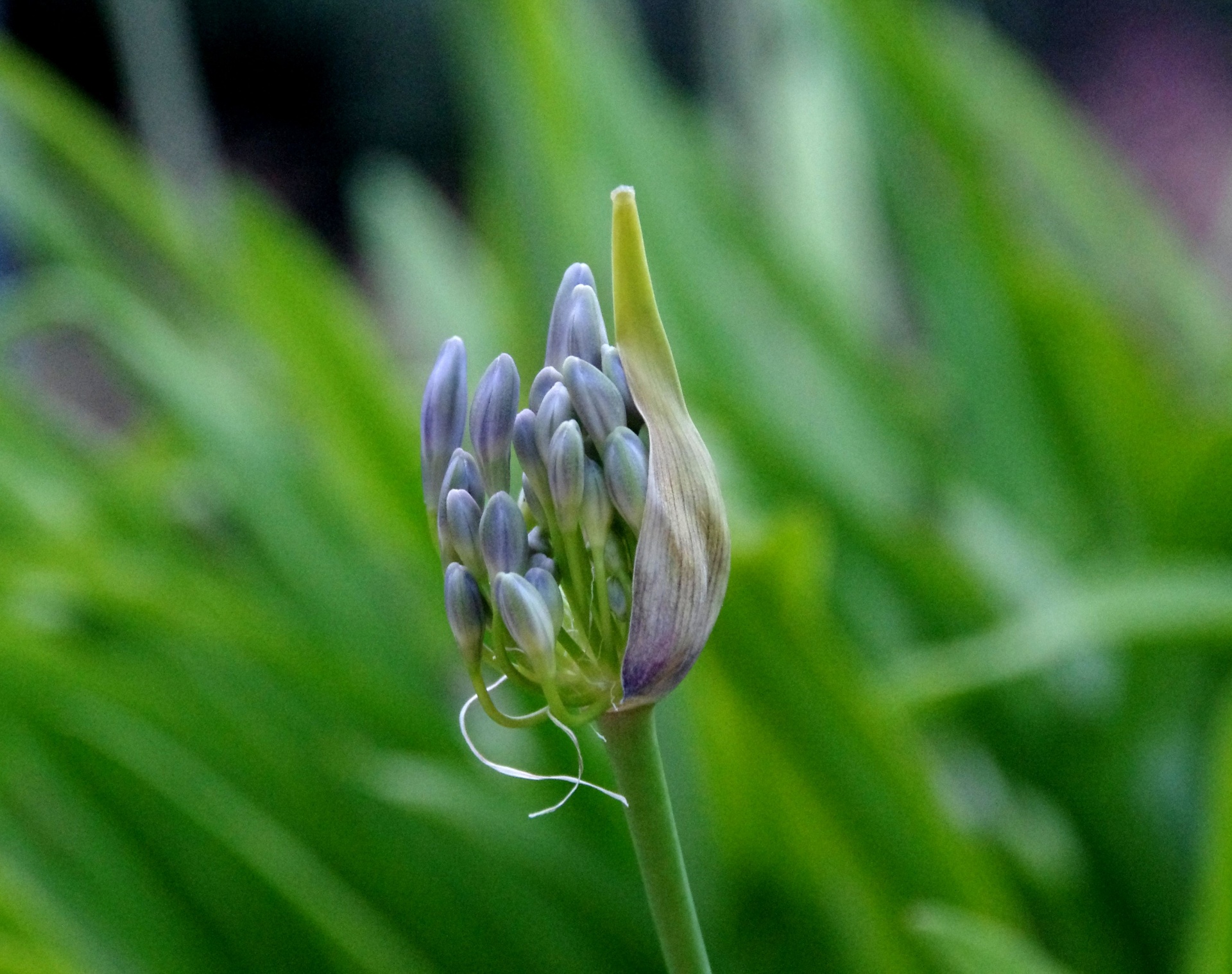 Young Agapanthus bud about to open against green background