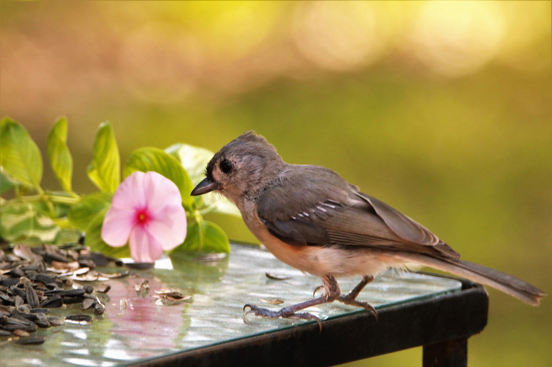 Close-up of a young tufted titmouse bird standing on a table with sunflower seeds and a pink flower, on a green bokeh background.