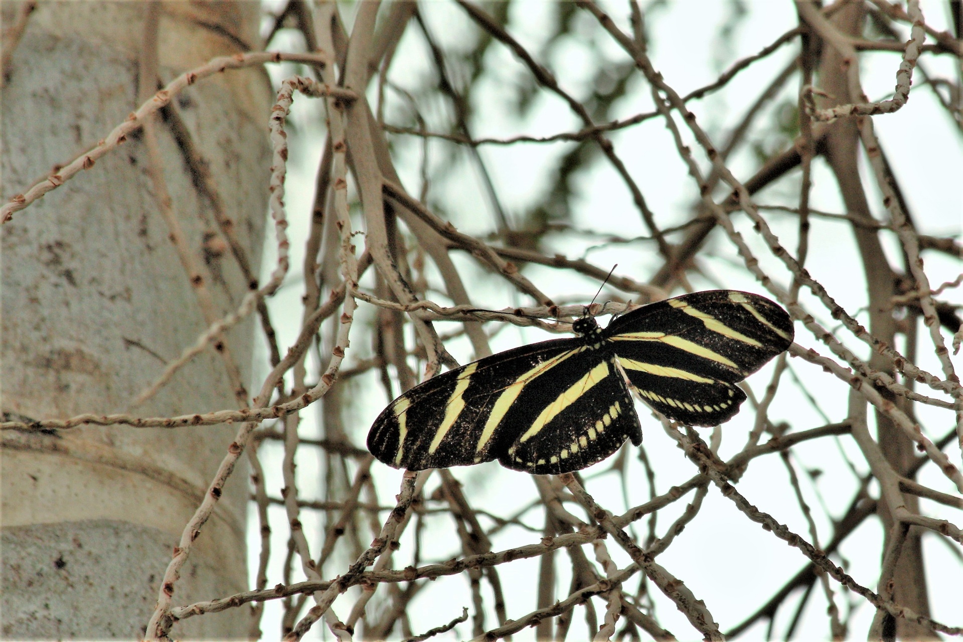 Close-up of a zebra longwing butterfly, with wings spread, resting on tree branches on a light background.