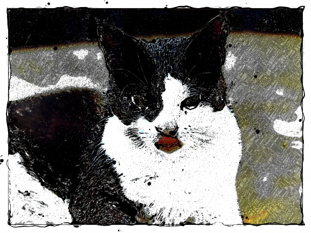 Fekete-fehér macska rajz Szabad kép - Public Domain Pictures