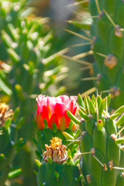 Blommande kaktusar Gratis Stock Bild - Public Domain Pictures