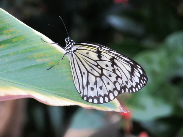Cometa de papel mariposa Stock de Foto gratis - Public Domain Pictures