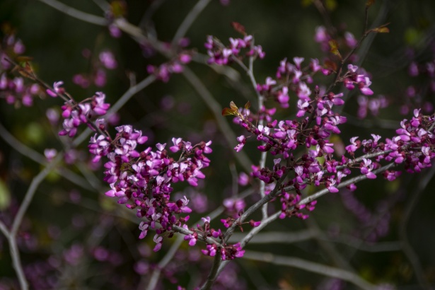 Pink Wildflowers Free Stock Photo - Public Domain Pictures