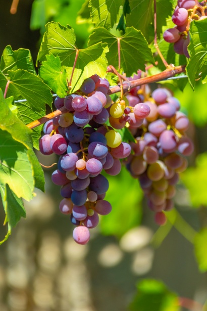 Ripening Grapes Free Stock Photo - Public Domain Pictures